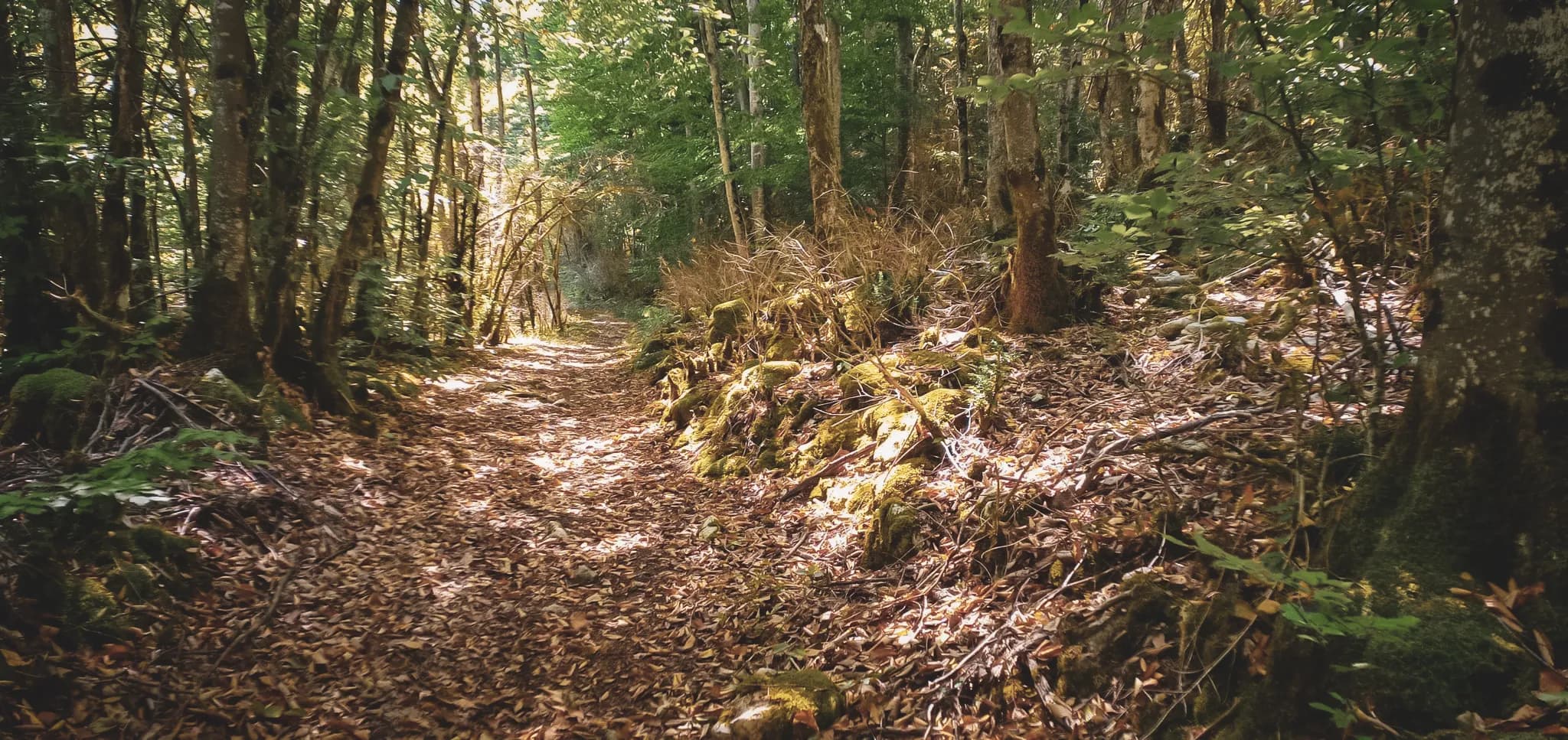 A luminous, tree-lined forest path invites you to embark on an adventure in the Vercors.