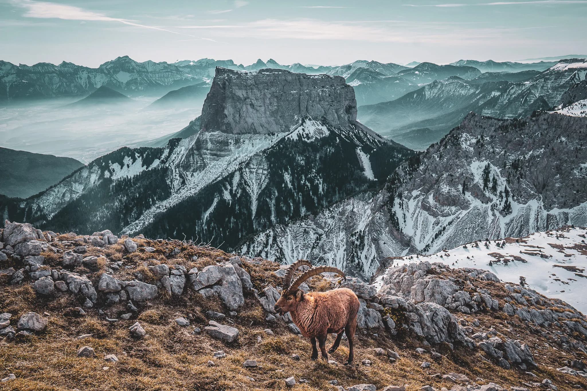 A majestic ibex overlooks the snow-capped mountains of the Vercors, peaceful and wild.