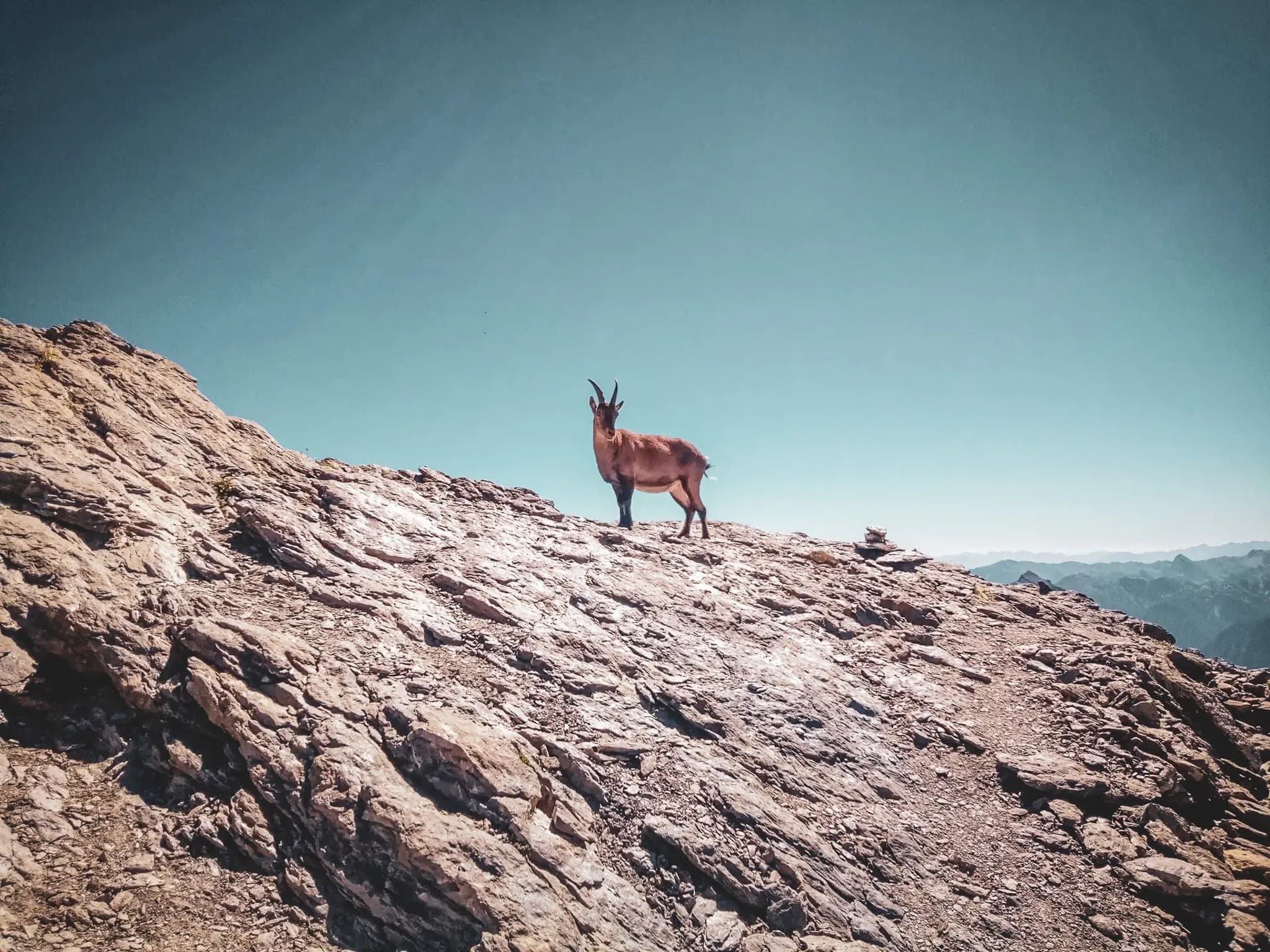 A chamois is standing on a rock at the top of a mountain under a clear blue sky. The surrounding landscape is mountainous, with peaks in the background. The ground is made up of rocks, creating an atmosphere of