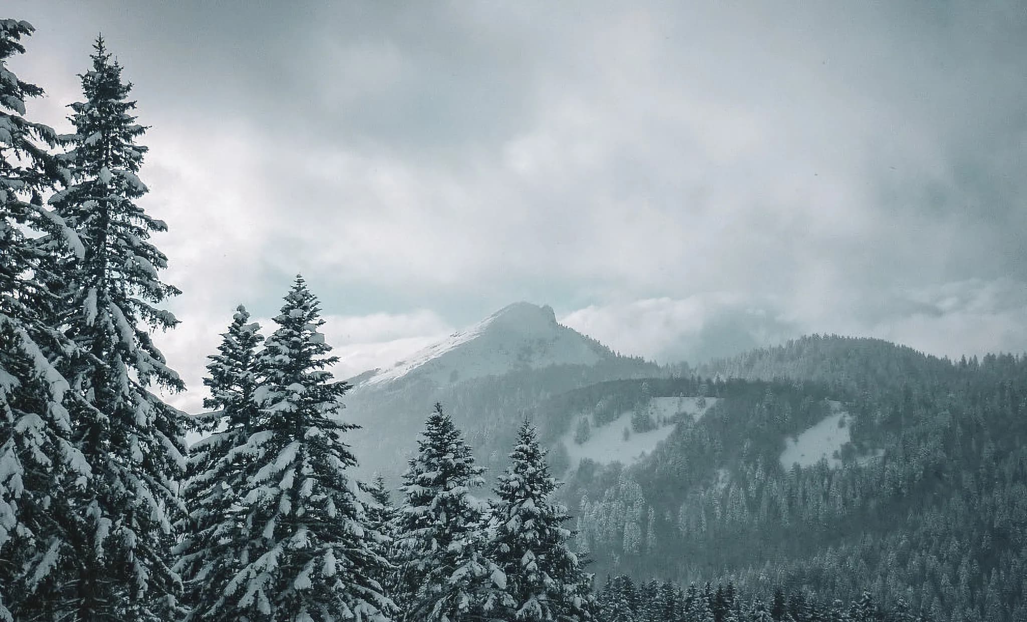 Vastes paysages enneigés des crêtes de Chartreuse, entre sapins majestueux et montagnes mystérieuses.