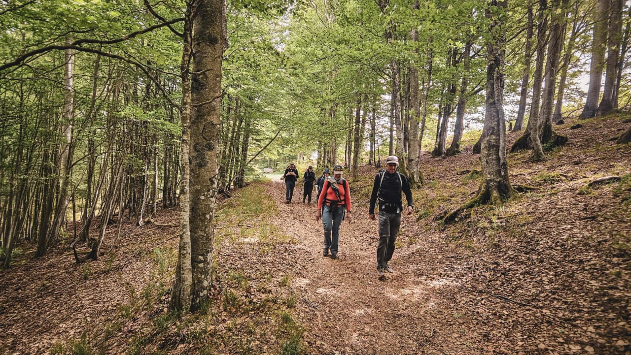 A group of walkers are exploring a lush green path in the heart of the Vosges, surrounded by majestic trees.