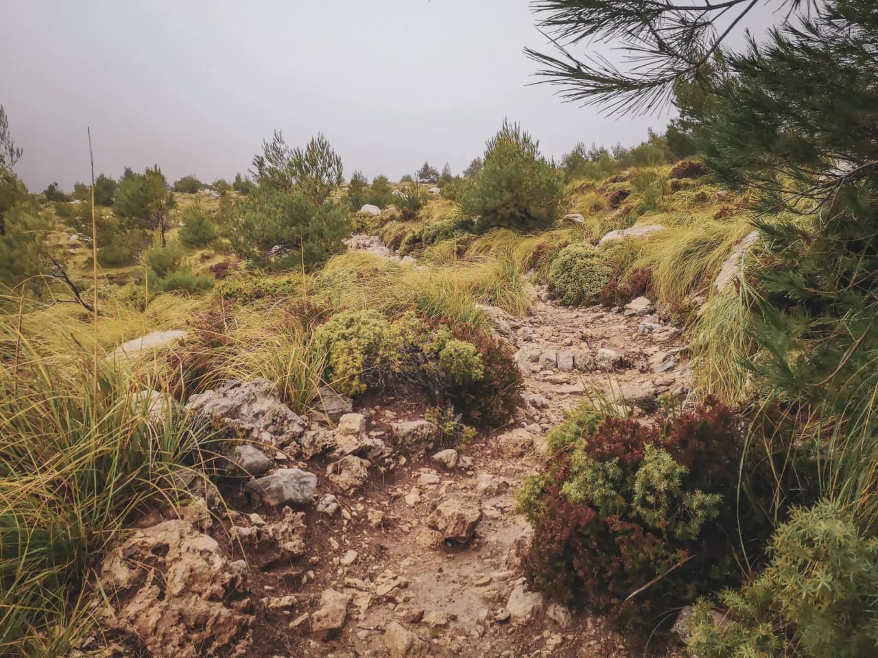Sentier en pierre au cœur de la Serra de Tramuntana, entouré de verdure luxuriante.