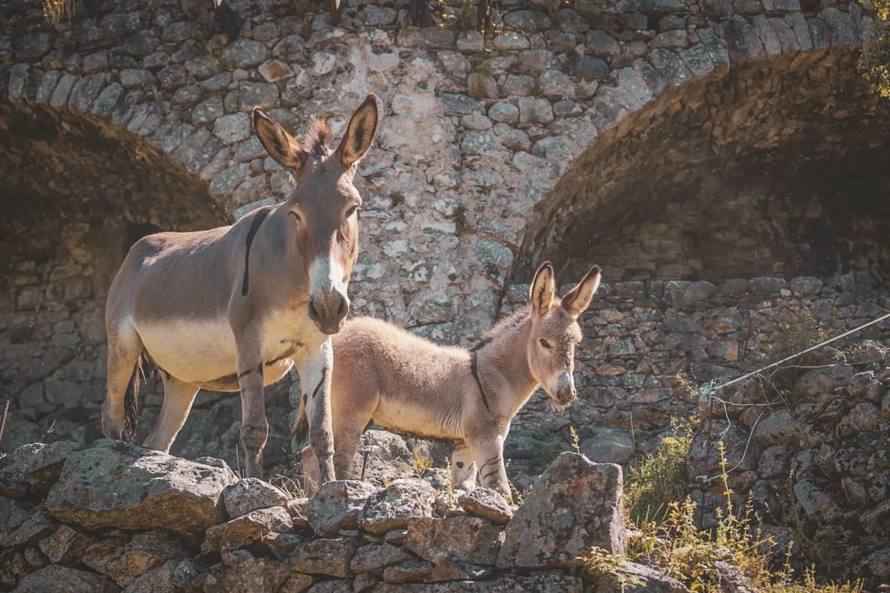 Twee ezels op een stenen pad, omringd door de wilde landschappen van de Cevennen.