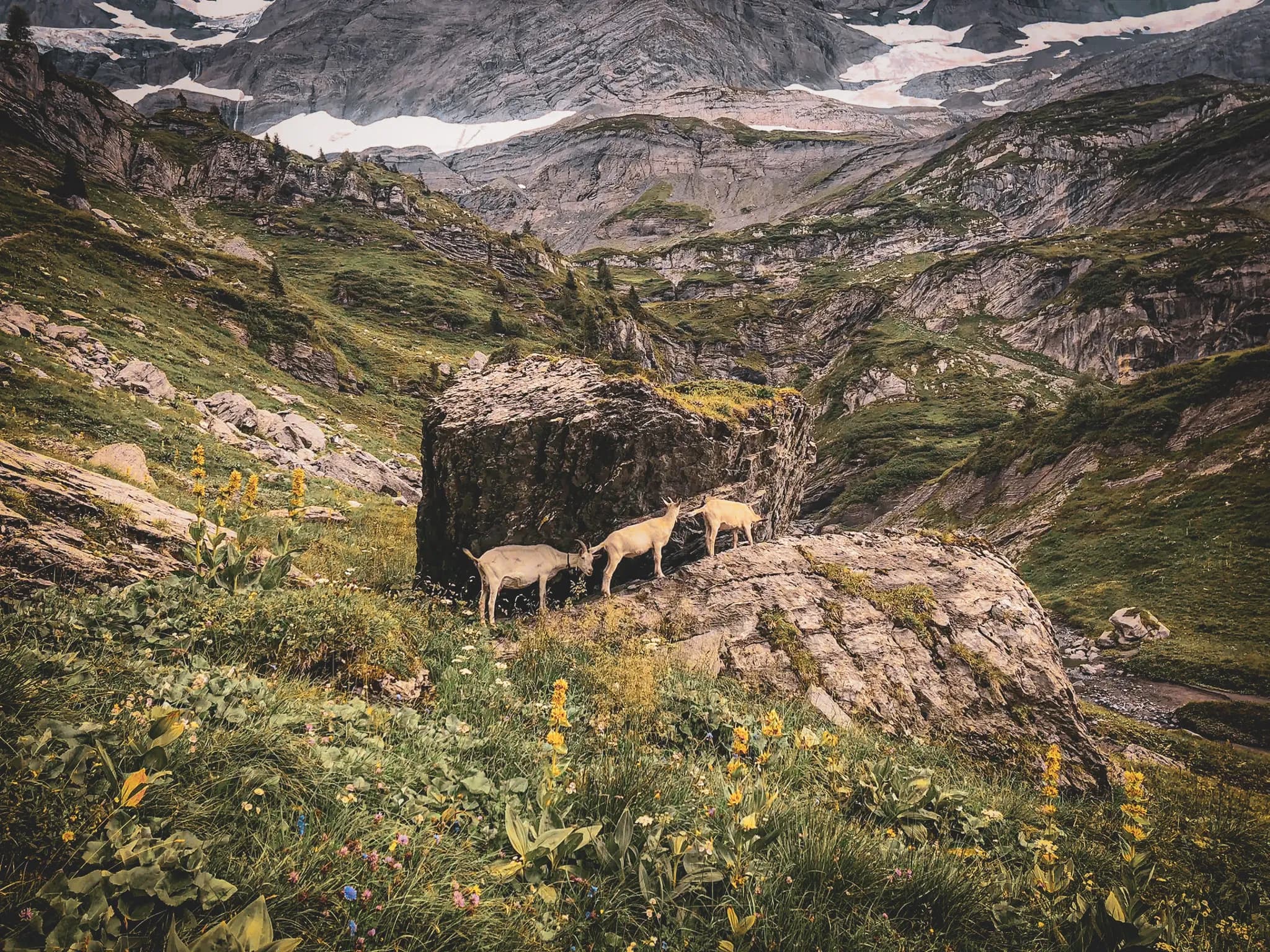 An alpine landscape with majestic mountains in the background, green slopes dotted with rocks and colourful wildflowers in the foreground. Three mountain goats are standing by a large stone,