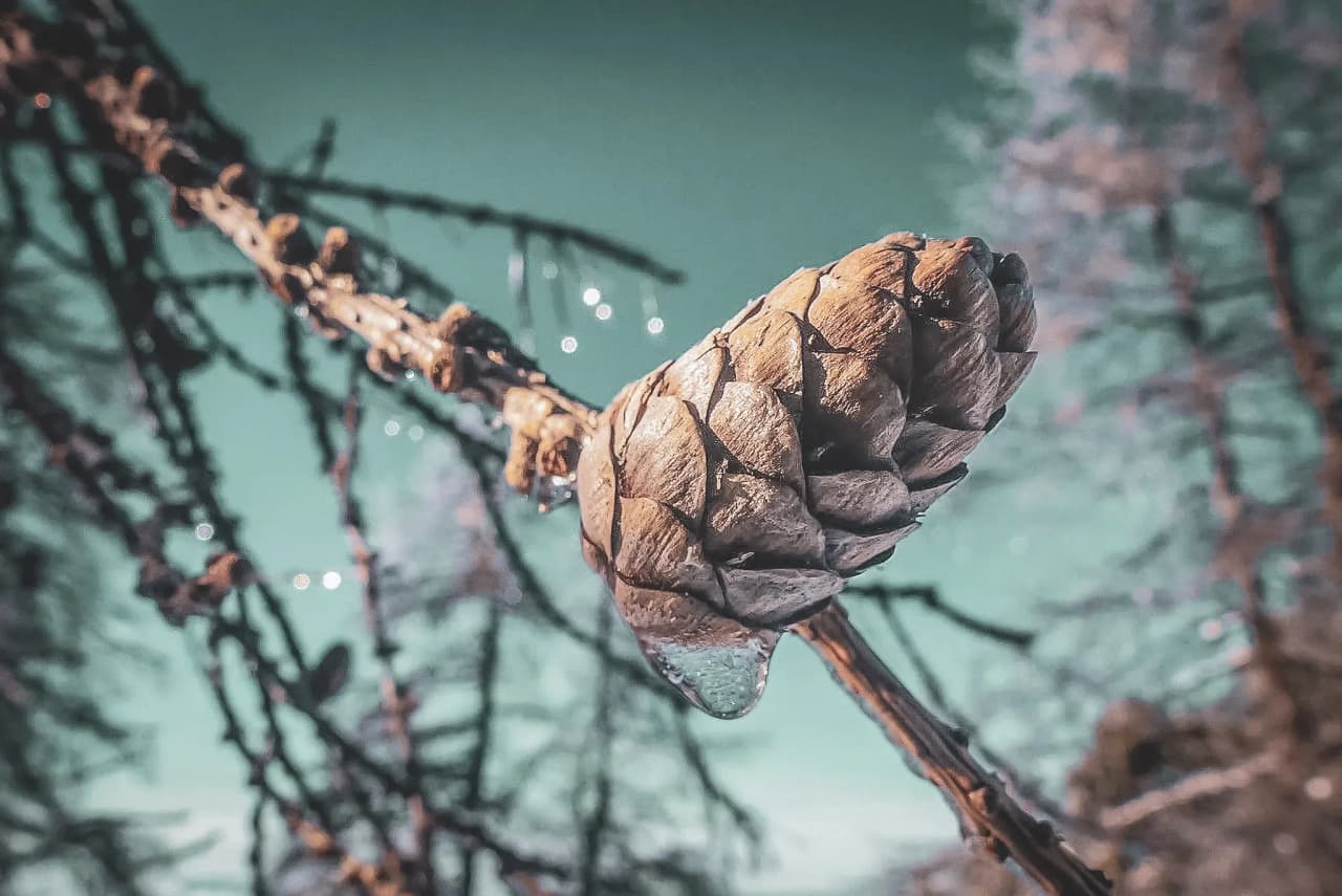 Une pomme de pin délicatement gelée, suspendue sur une branche, évoquant l’hiver serein au lac de Serre-Ponçon.