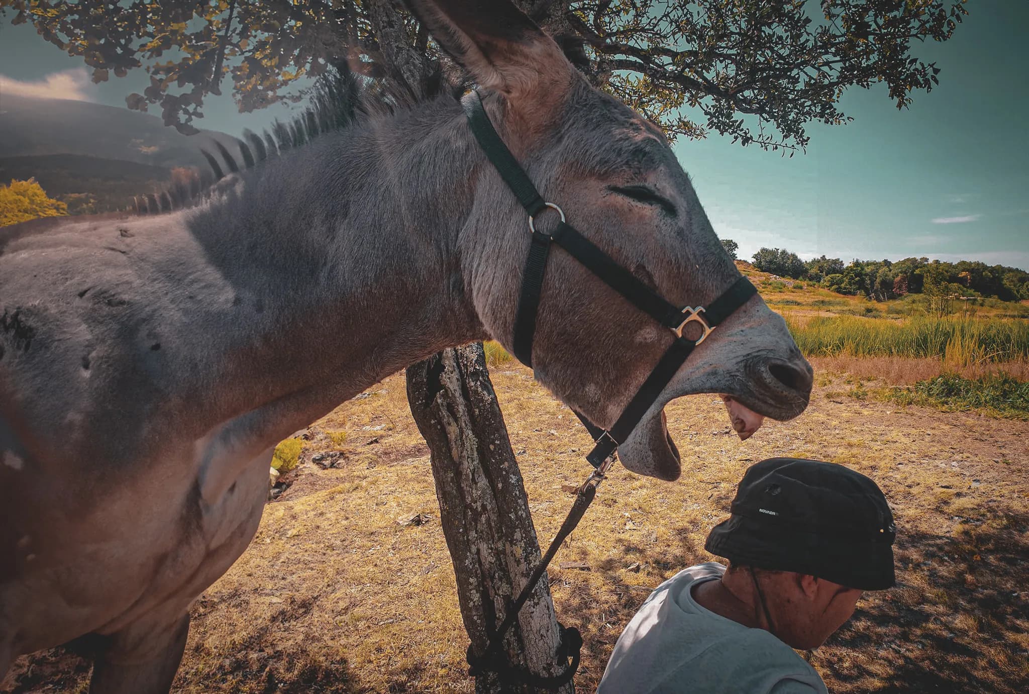 A donkey in harness is standing by a tree, shouting as it approaches a person who appears to be paying attention. This person, wearing a black hat, is turned slightly, revealing a small face.