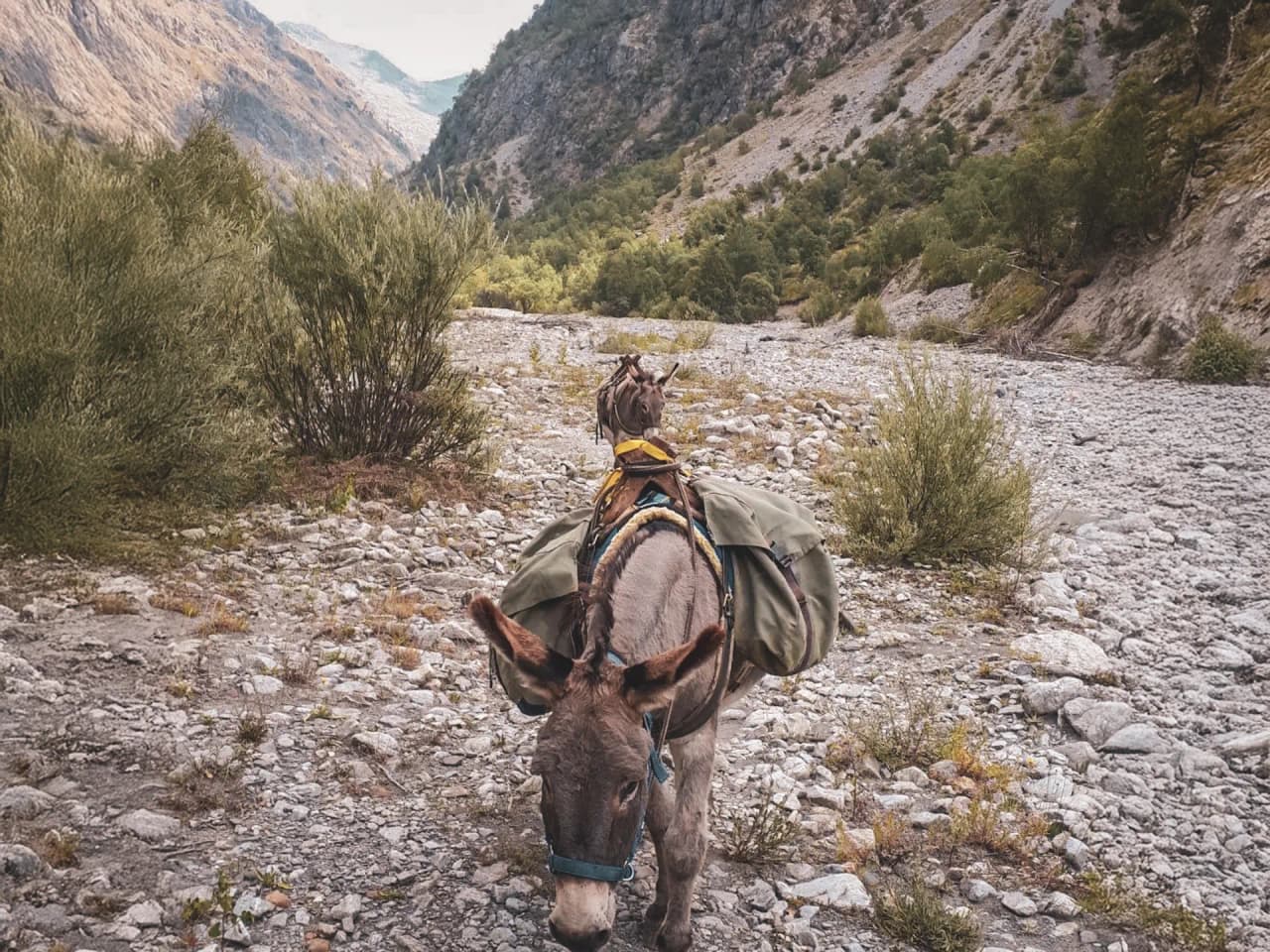 A donkey carrying luggage in the middle of the mountains, an Alpine panorama and a peaceful atmosphere.