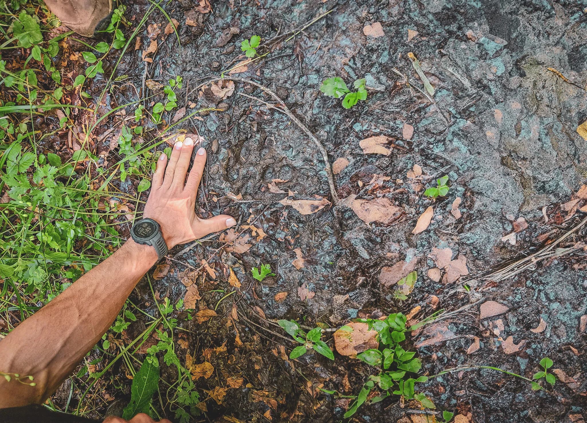 A forest floor, with scattered dead leaves and green vegetation. A human hand is resting on the ground, showing a watch on its wrist. Details of the soil textures are visible, with roots