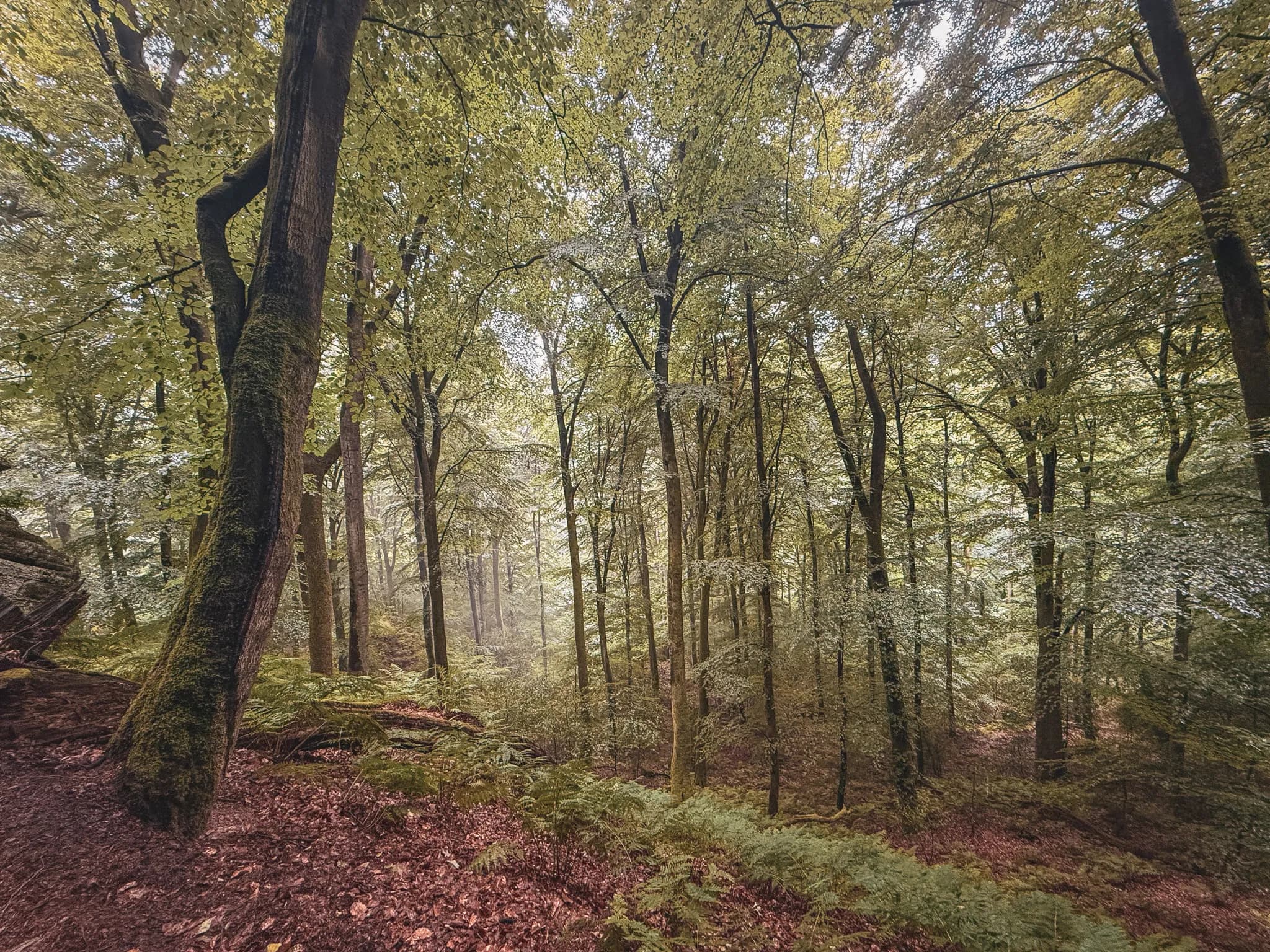 A dirt path winds through dense forest, surrounded by lush green trees and plants. To the right, a rock face dominates the landscape, while in the distance, hikers