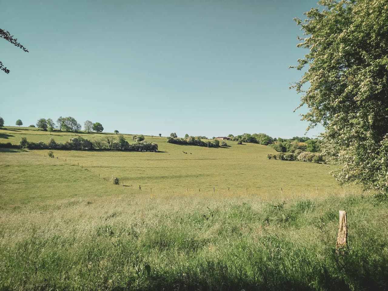 Vaste paysage verdoyant de l'Ardenne, parfait pour une randonnée à vélo sous un ciel bleu.