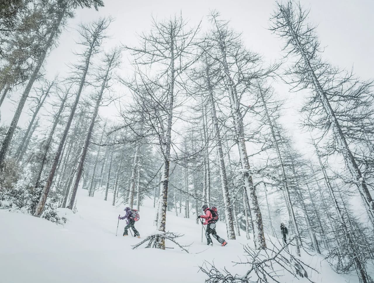 skieurs progressant dans une forêt enneigée, ambiance hivernale.