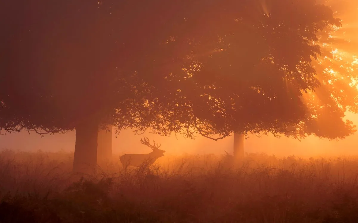 Un cerf silhouetté dans la brume d'une forêt à l'aube, illuminé par les rayons du soleil.