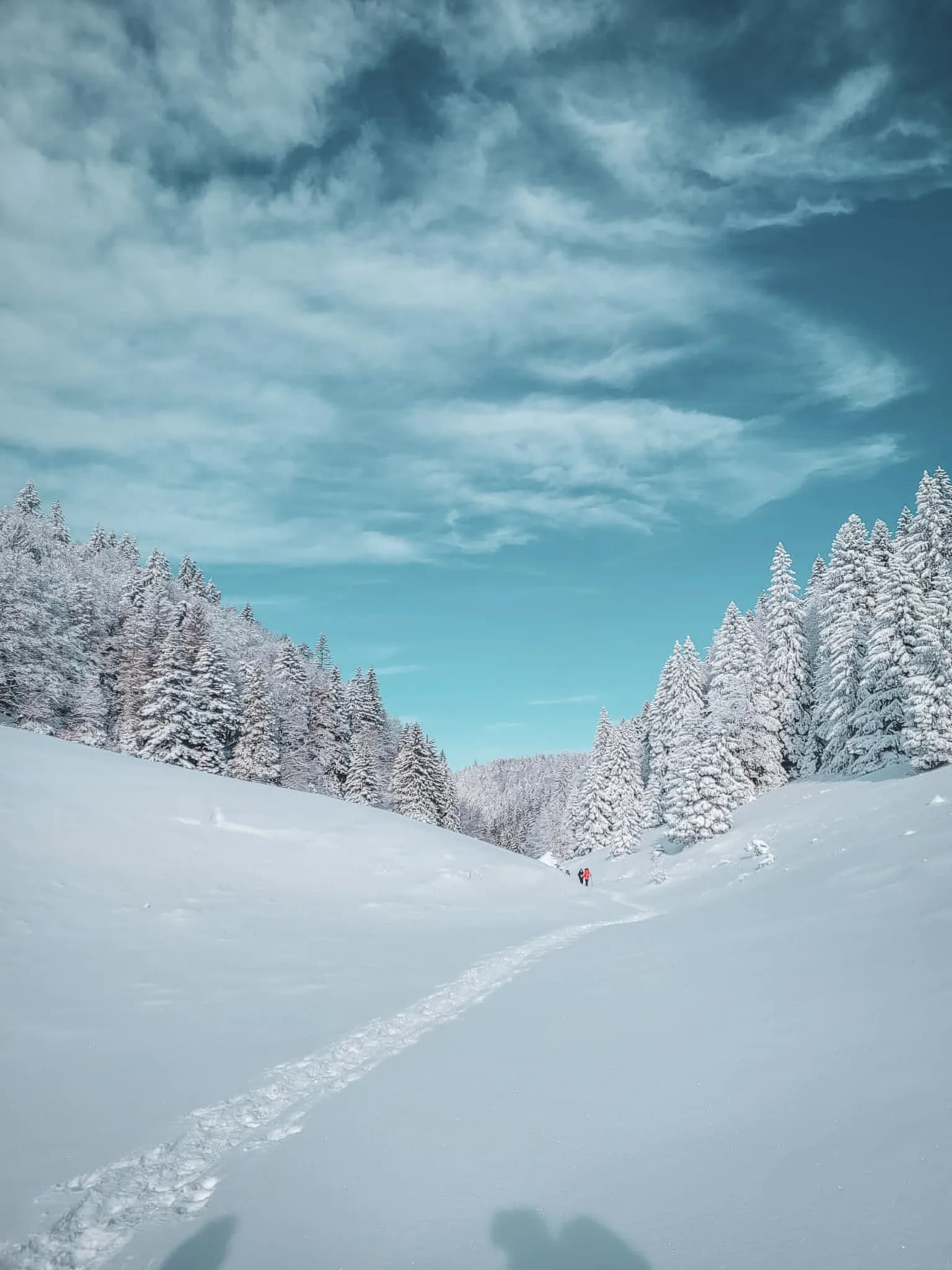 Besneeuwd landschap van de Zwitserse Jura, met majestueuze dennenbomen en een stralend blauwe lucht.