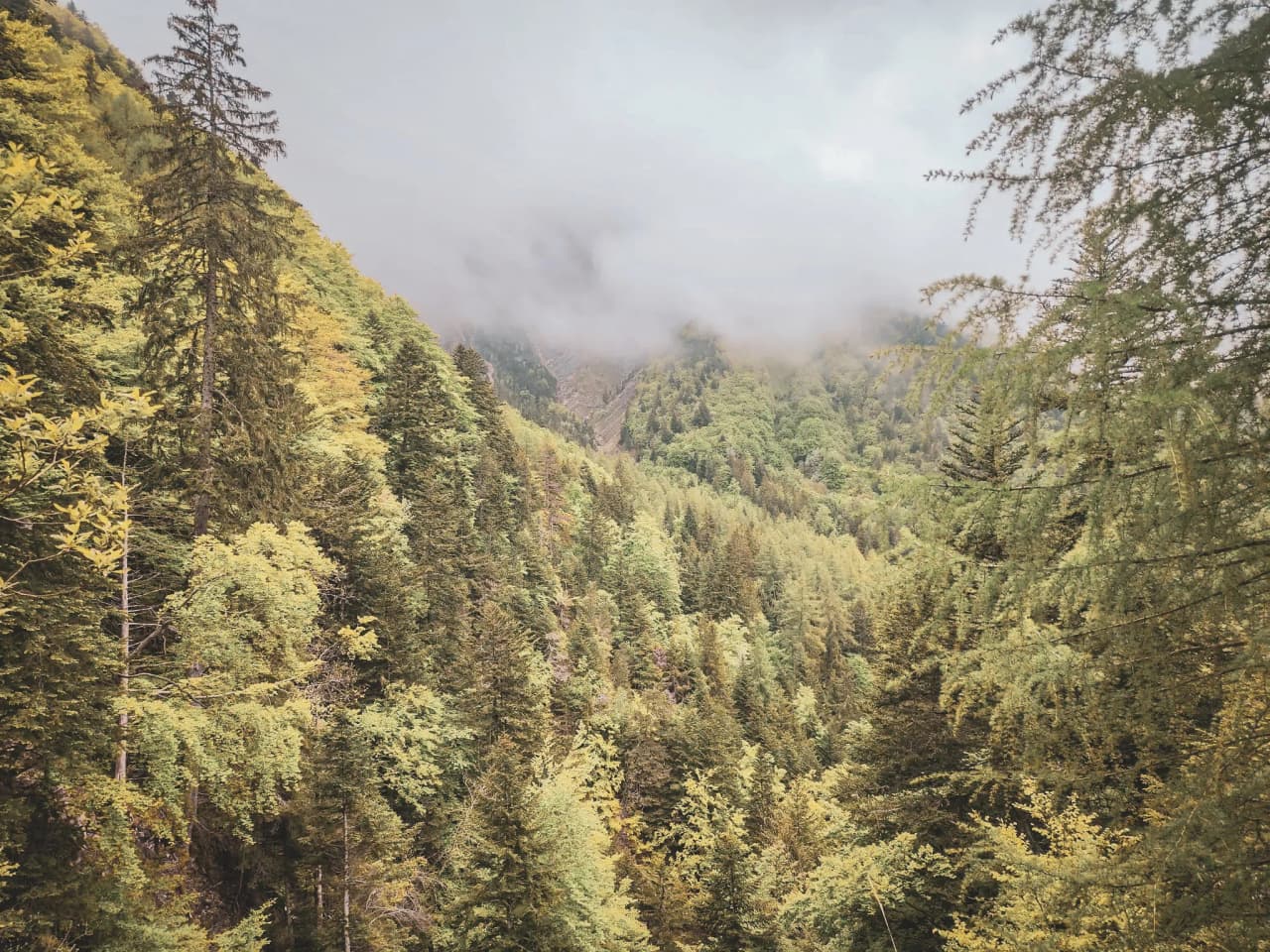 A lush, rolling forest under a misty sky, an invitation to adventure at Mont Aiguille.