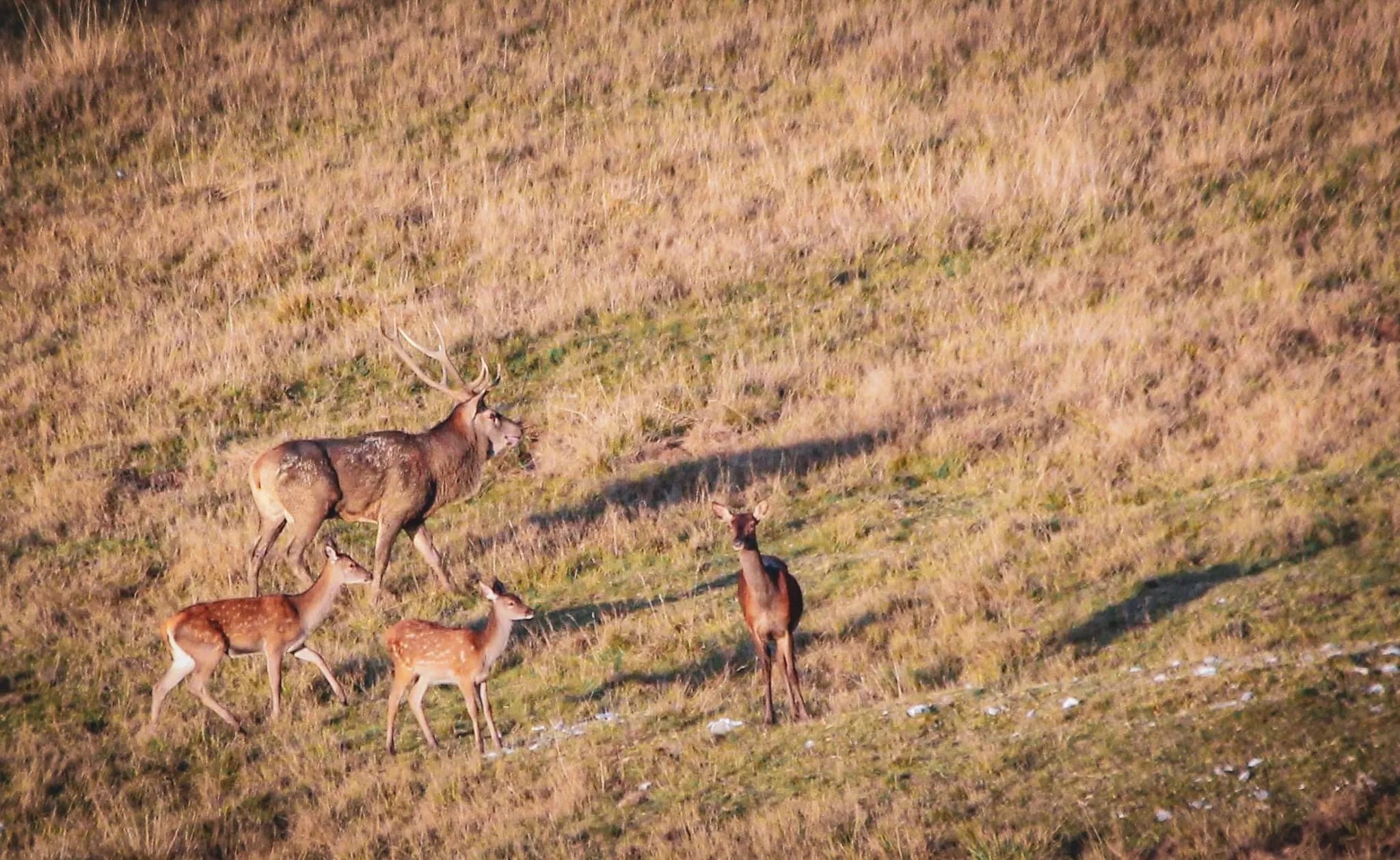 Four ungulates evolve in a green landscape, offering a peaceful and wild scene of the Vercors.