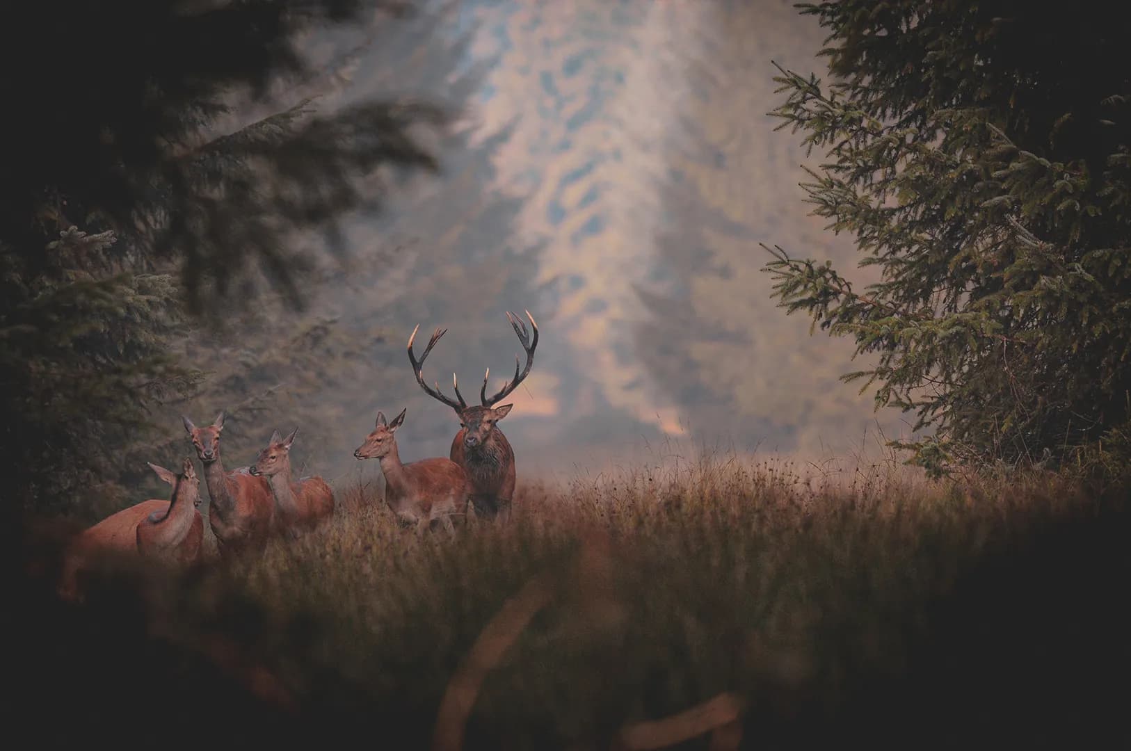 A group of deer stand in a wooded clearing, with a majestic stag in the foreground, sporting large horns. The other, smaller stags are in the background, surrounded by