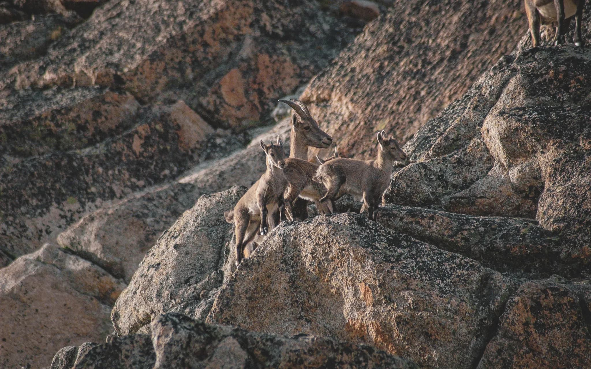 A group of ibex stand on rocky ground, with mountains in the background. The animals, consisting of an adult and young, are partially hidden behind large moss-covered rocks. The light highlights the