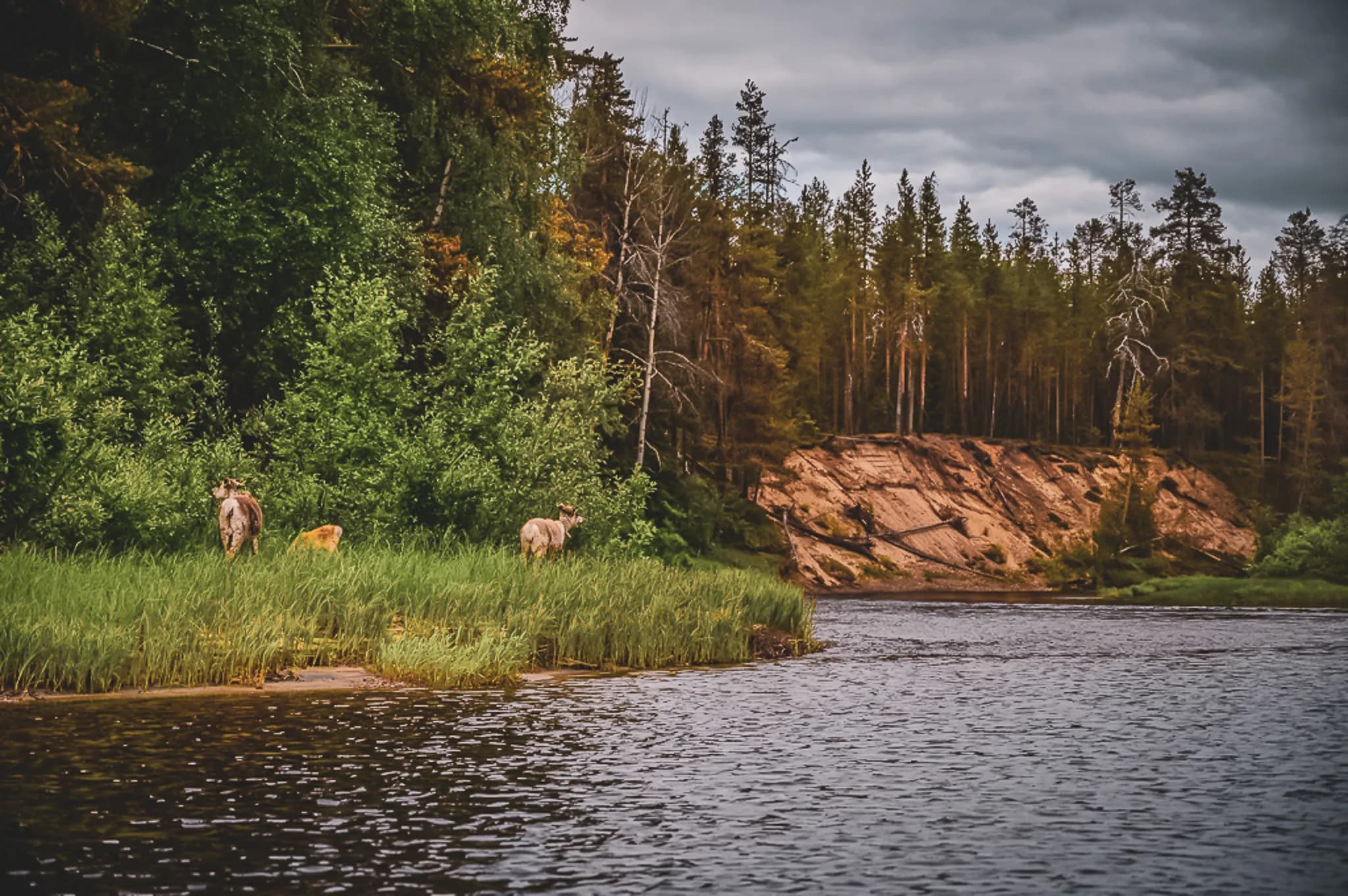 A peaceful natural landscape with a stream meandering through lush vegetation. On the bank, several animals stand near a densely leafy grove. In the background, a steep cliff.