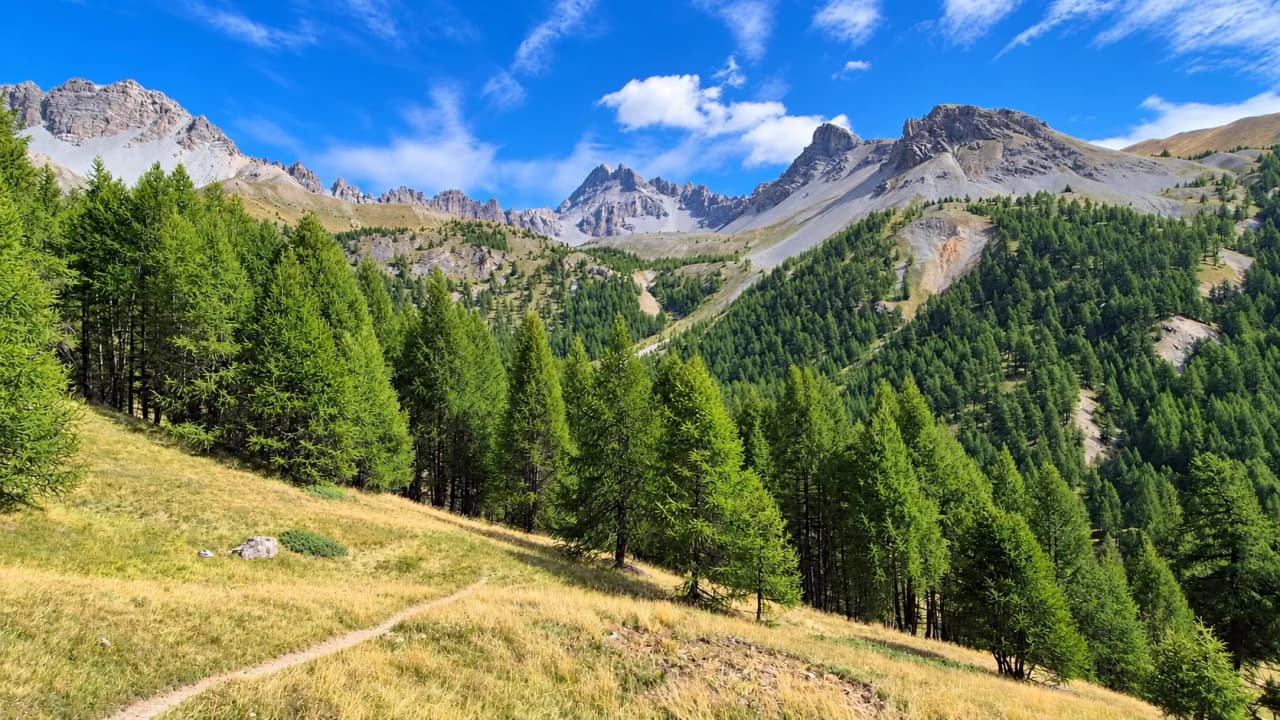 Het berglandschap van de Queyras, weelderige groene bossen, kronkelende paden en een stralend blauwe lucht.