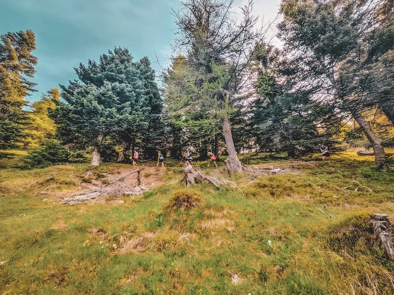 Courez à travers des forêts verdoyantes du Mercantour, entouré par la nature sauvage.