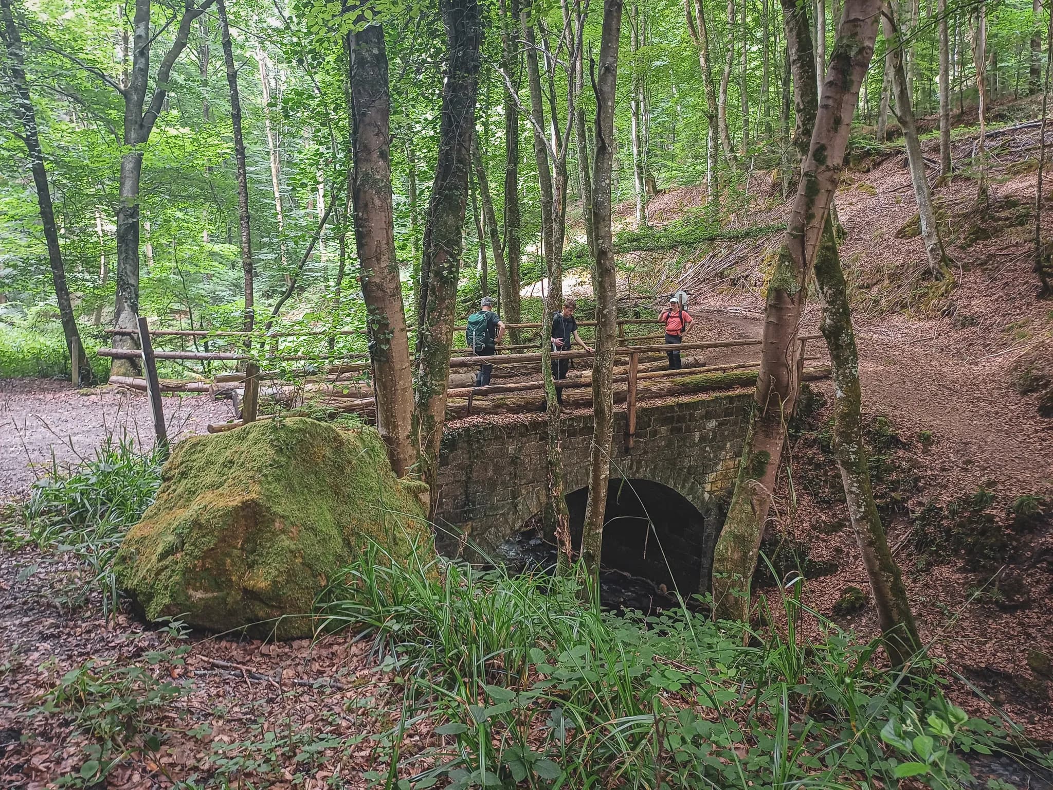 A forest landscape of serene beauty, characterised by slender trees with light-coloured trunks, rising up among rocks covered in green moss. The ground is carpeted with fallen leaves and