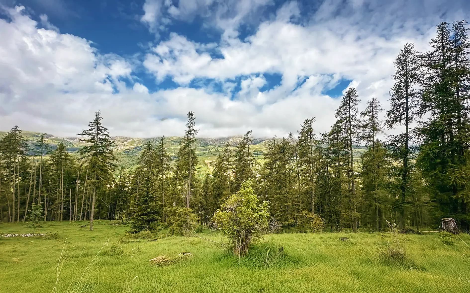 A natural landscape with a vast expanse of greenery, dotted with slender fir trees. A green-leaved bush stands out in the centre, while rolling hills can be seen in the background.
