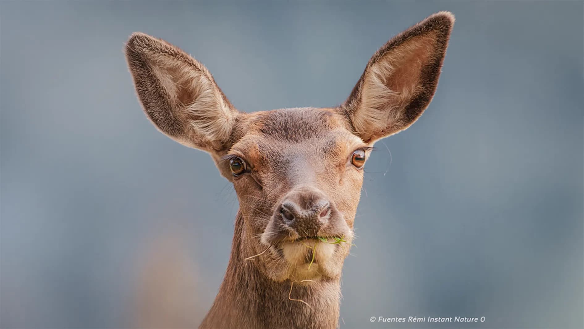A stag with an expressive face, looking straight at the camera with a curious expression. Its large ears are clearly visible, and it has a tuft of grass between its jaws. The blurred background highlights