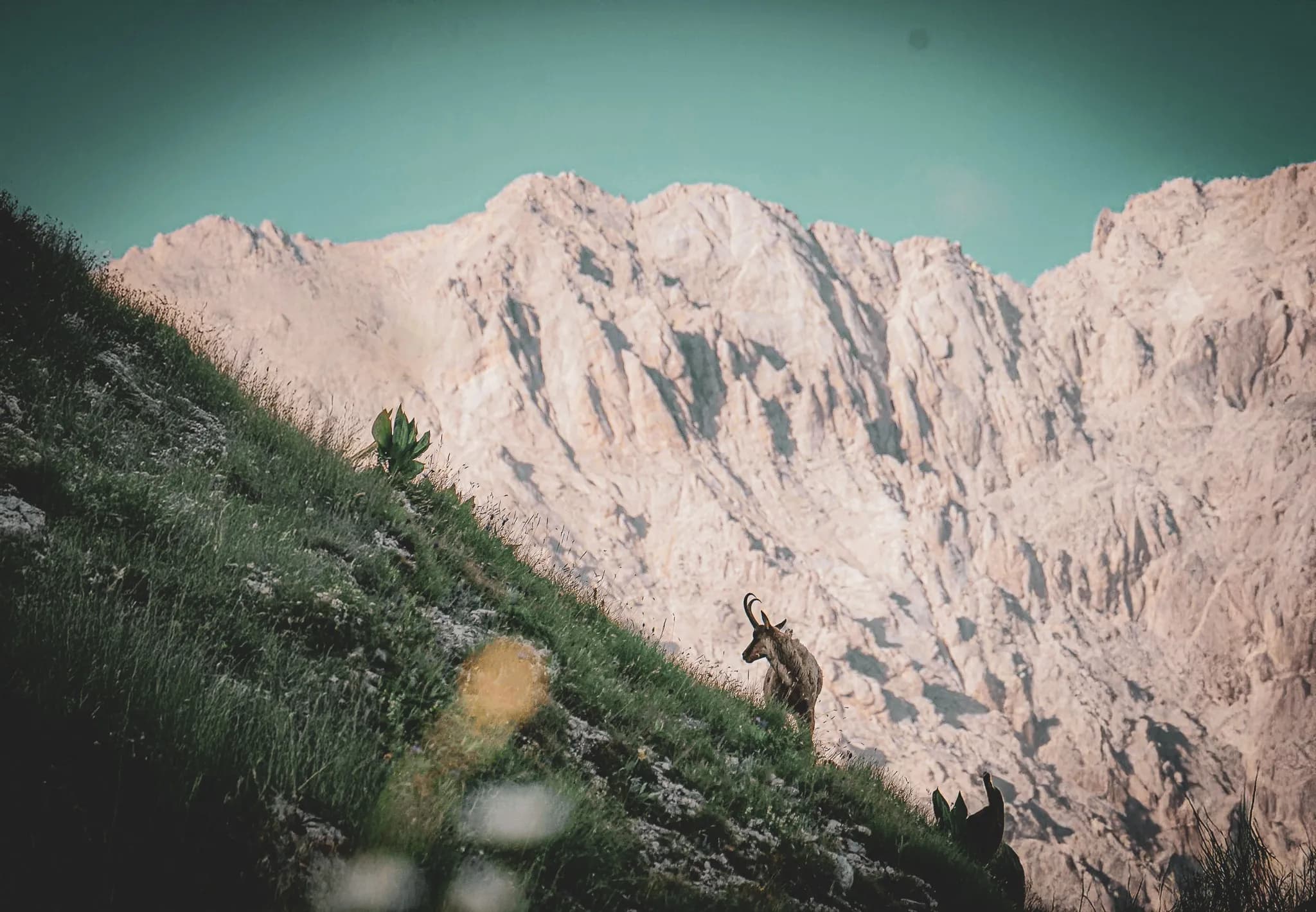 Een steenbok beweegt over een groene helling, omringd door rotsen en steile bergen. De scène is gehuld in zachte kleuren, midden in het natuurpark Gran Paradiso.
