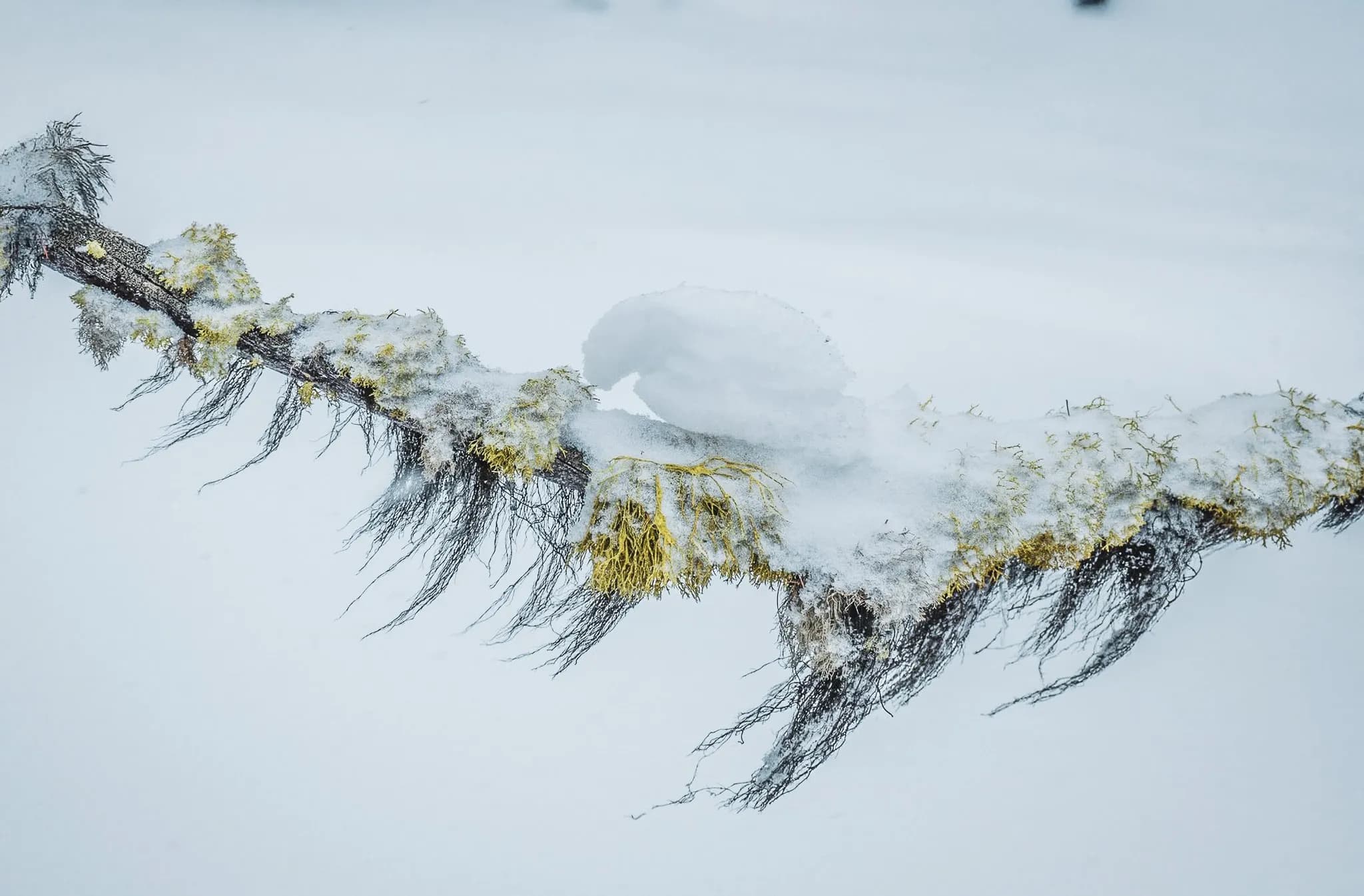 A branch covered in snow and moss, set in a pristine landscape, evoking a winter escape.