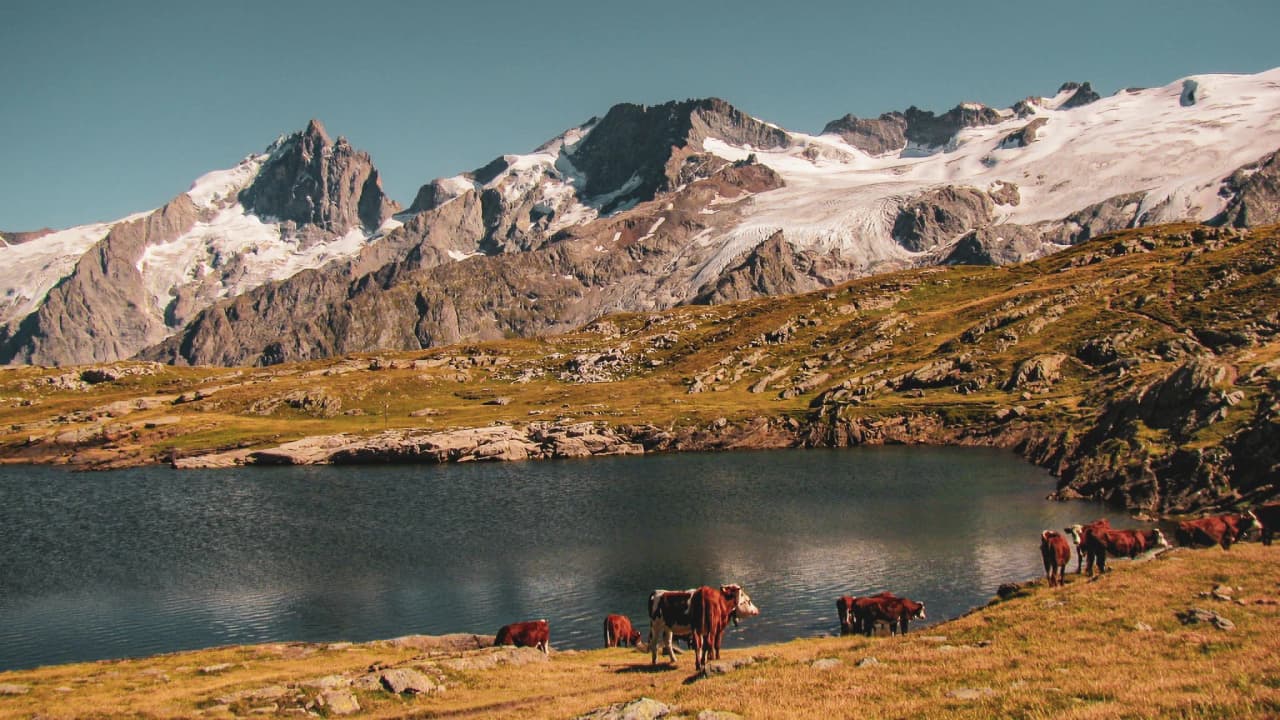 Vastes paysages alpins, lacs turquoise et vaches paissant sous les majestueuses montagnes enneigées.