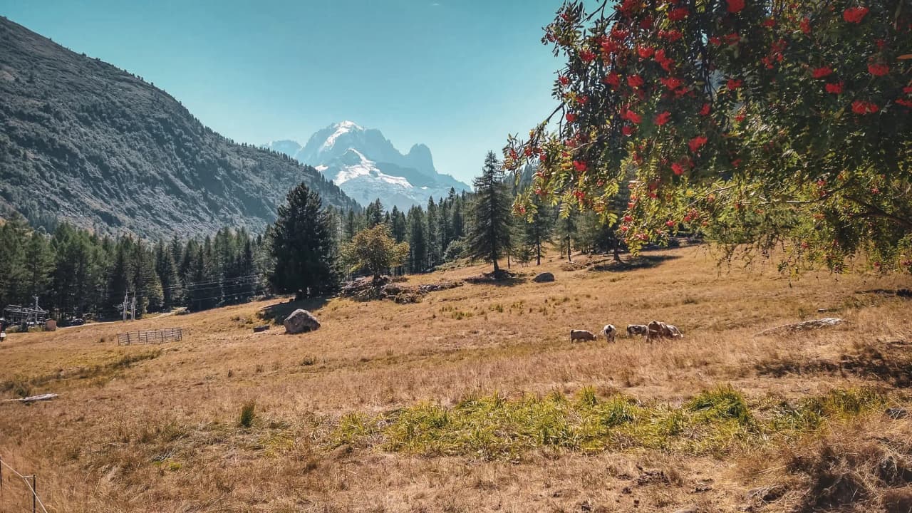 Een berglandschap in Chamonix, met gouden weiden en de majestueuze Mont Blanc op de achtergrond.