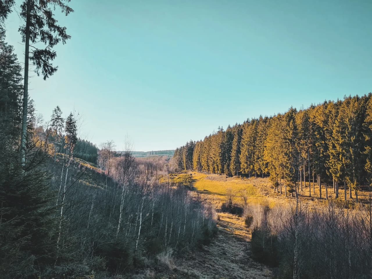 Un paysage serein des forêts ardennaises, entre arbres majestueux et vallées dorées.