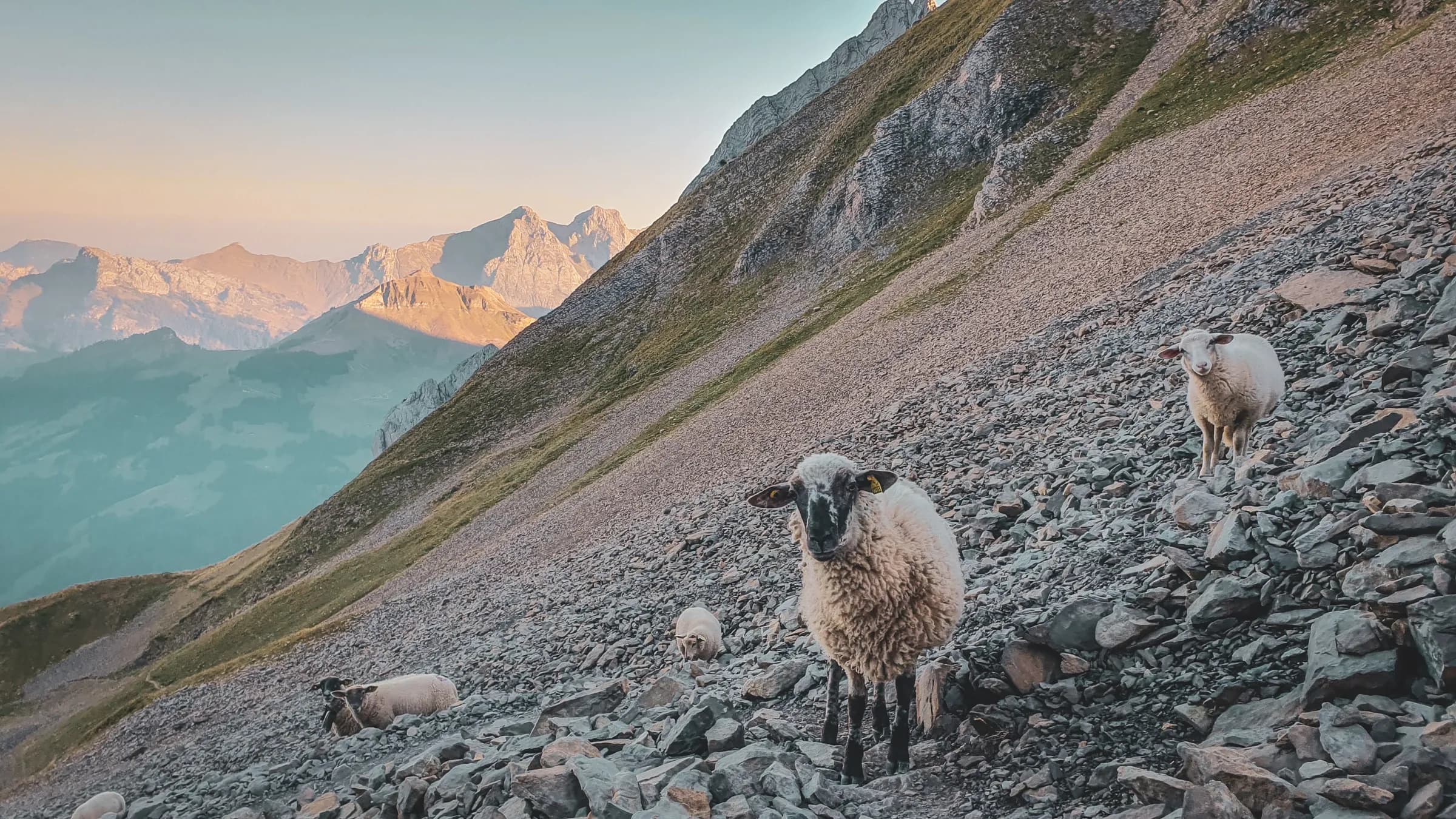 Sheep peacefully perched on an alpine slope, facing majestic peaks.