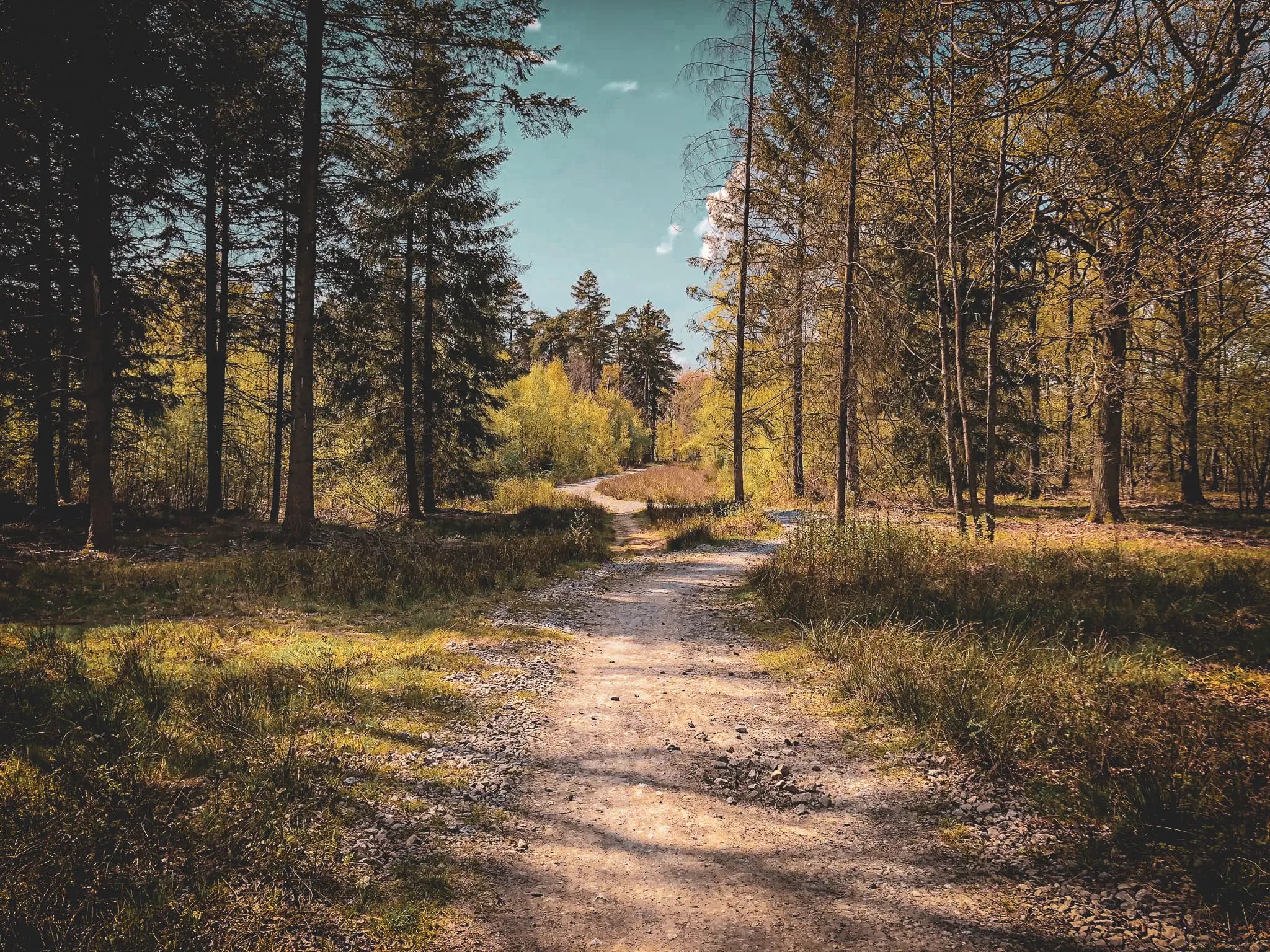 A dirt track winds through a verdant forest, lined with majestic trees. Sunlight filters through the foliage, creating a play of light and shadow on the ground. Visit