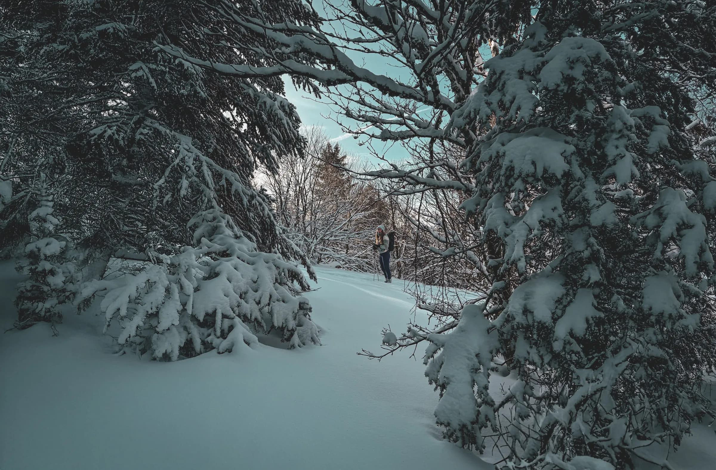 A peaceful winter landscape, with snow-covered trees. In the foreground, snow-covered branches frame a path through the snow. A person is standing in the centre of the scene, seemingly