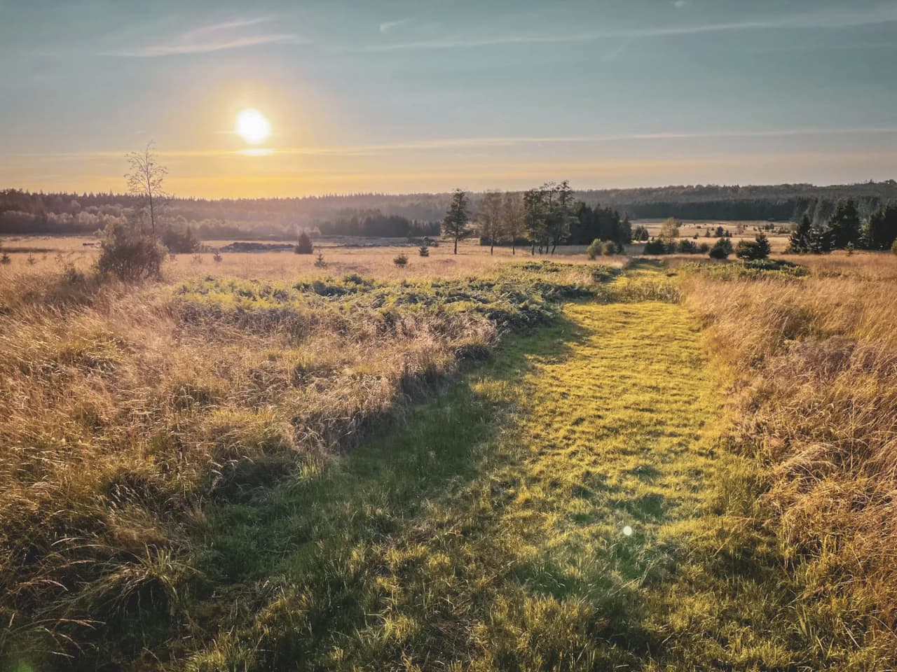 Coucher de soleil doré sur une prairie verdoyante, invitant à l'aventure en pleine nature.