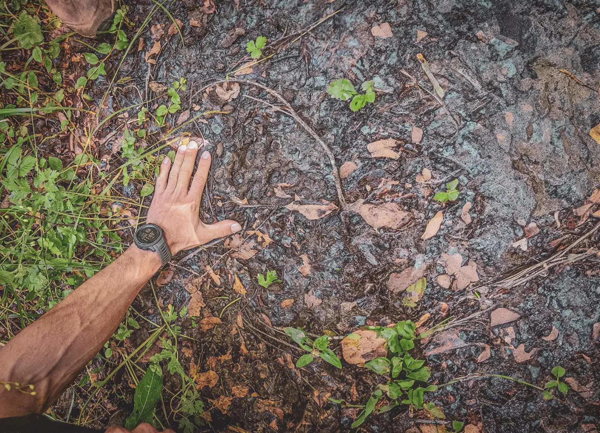 Hand on the forest floor, surrounded by leaves and greenery, inviting adventure.