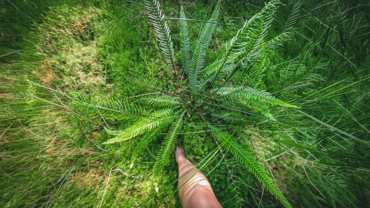 A hand resting on lush ferns, a symbol of soothing nature and adventure.
