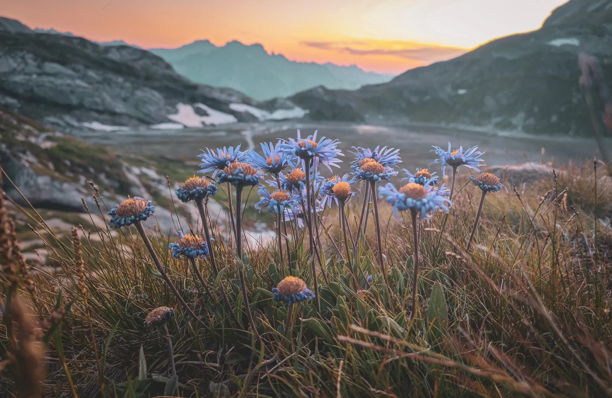 Un paysage alpin se déploie avec des montagnes majestueuses à l'arrière-plan, entourées de cimes enneigées. Au premier plan, un sentier sinueux traverse des prairies verdoyantes parsemées de