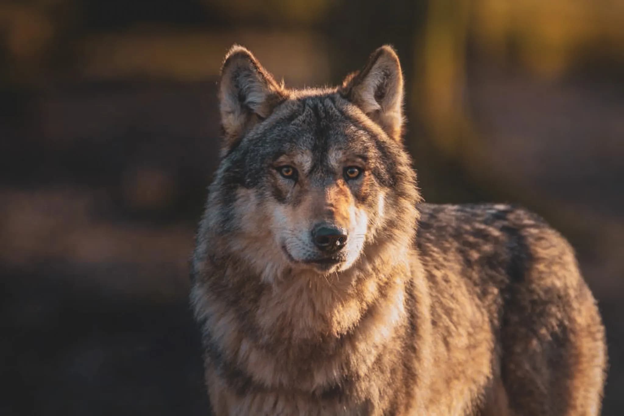 A majestic wolf stares intently into the camera. His coat is brown with shades of grey and lighter markings on his face, highlighting his piercing gaze. The background is blurred, suggesting