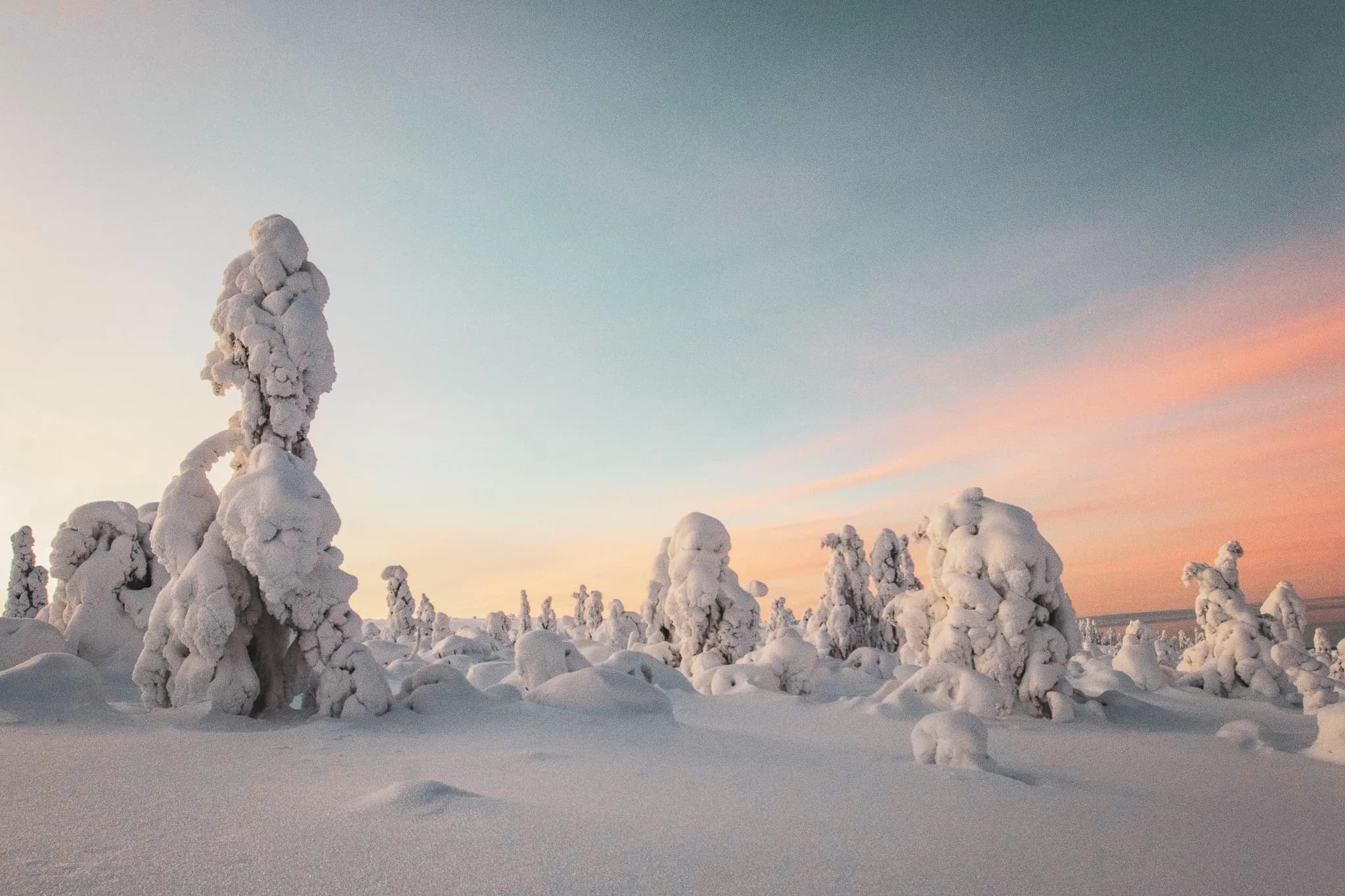Un paysage féerique en Laponie, arbres enneigés sous un ciel pastel, invitation au voyage.