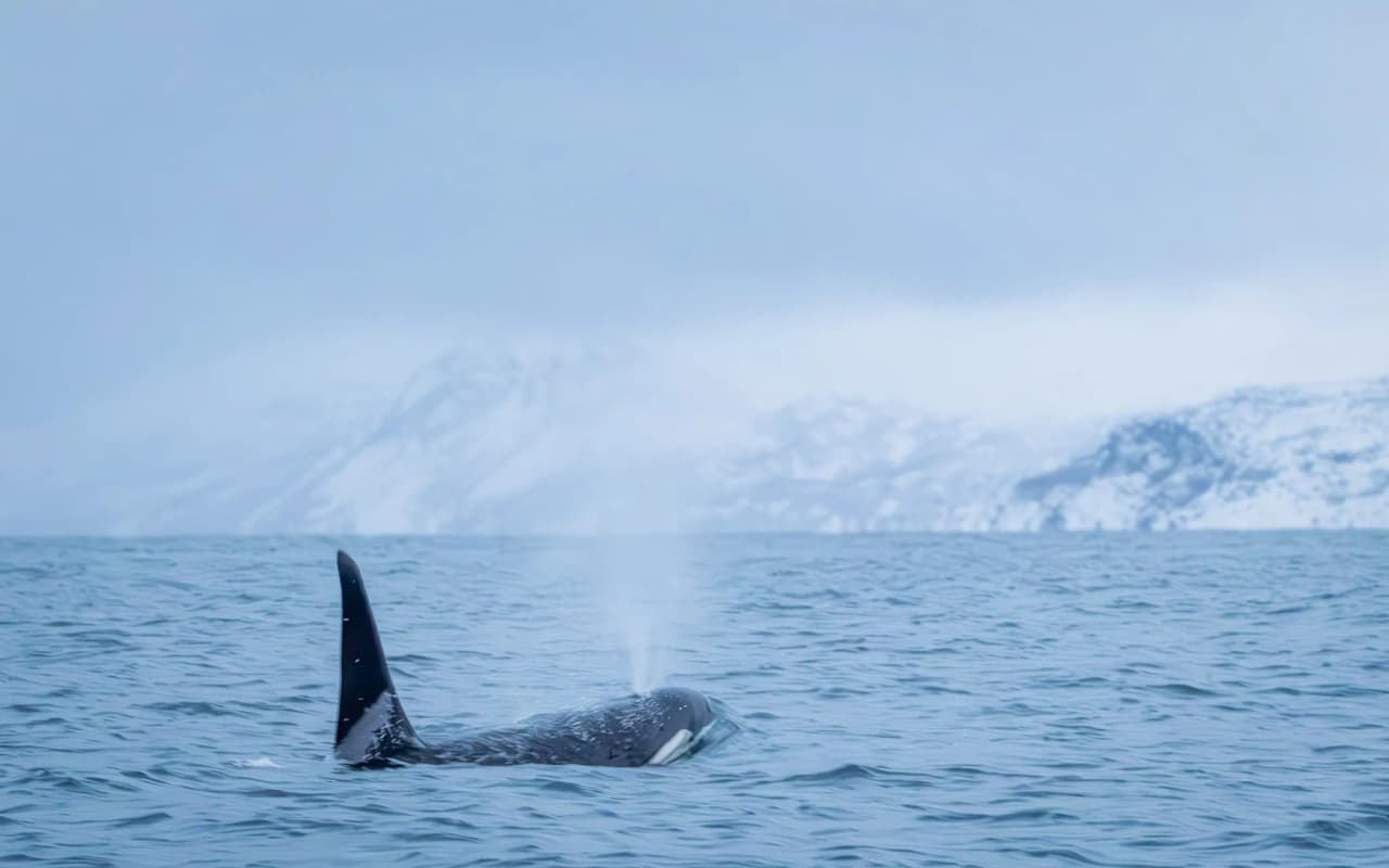 An orca emerging from the crystal-clear waters of the Tromsø fjords, with mountains in the background.