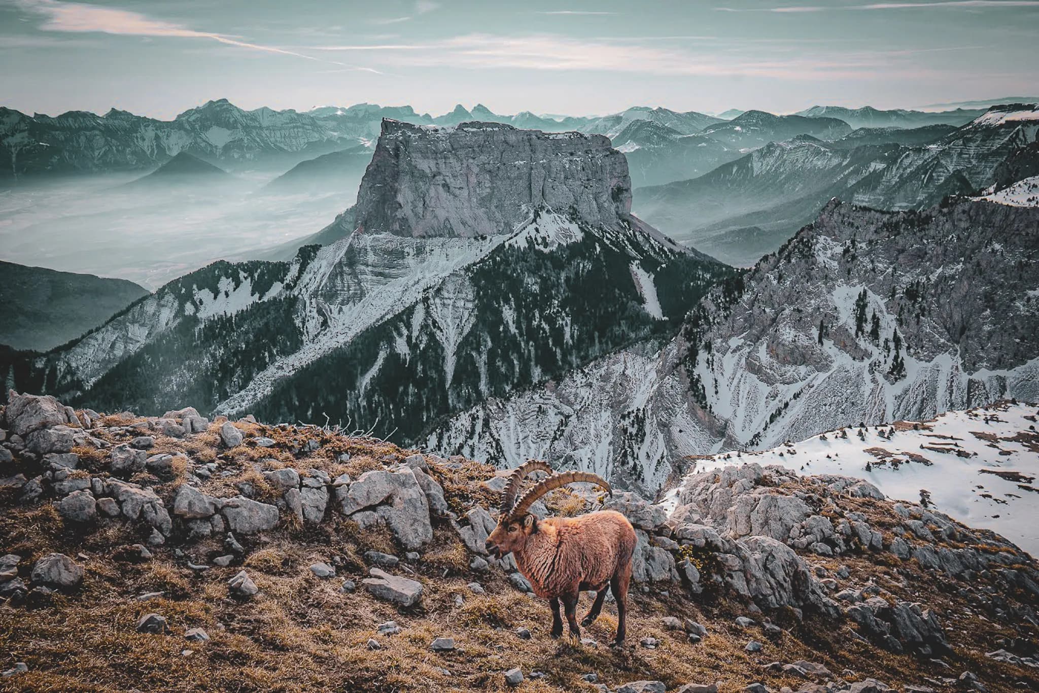A majestic Ibex overlooking the snow-capped peaks of the Vercors, an invitation to adventure and escape.