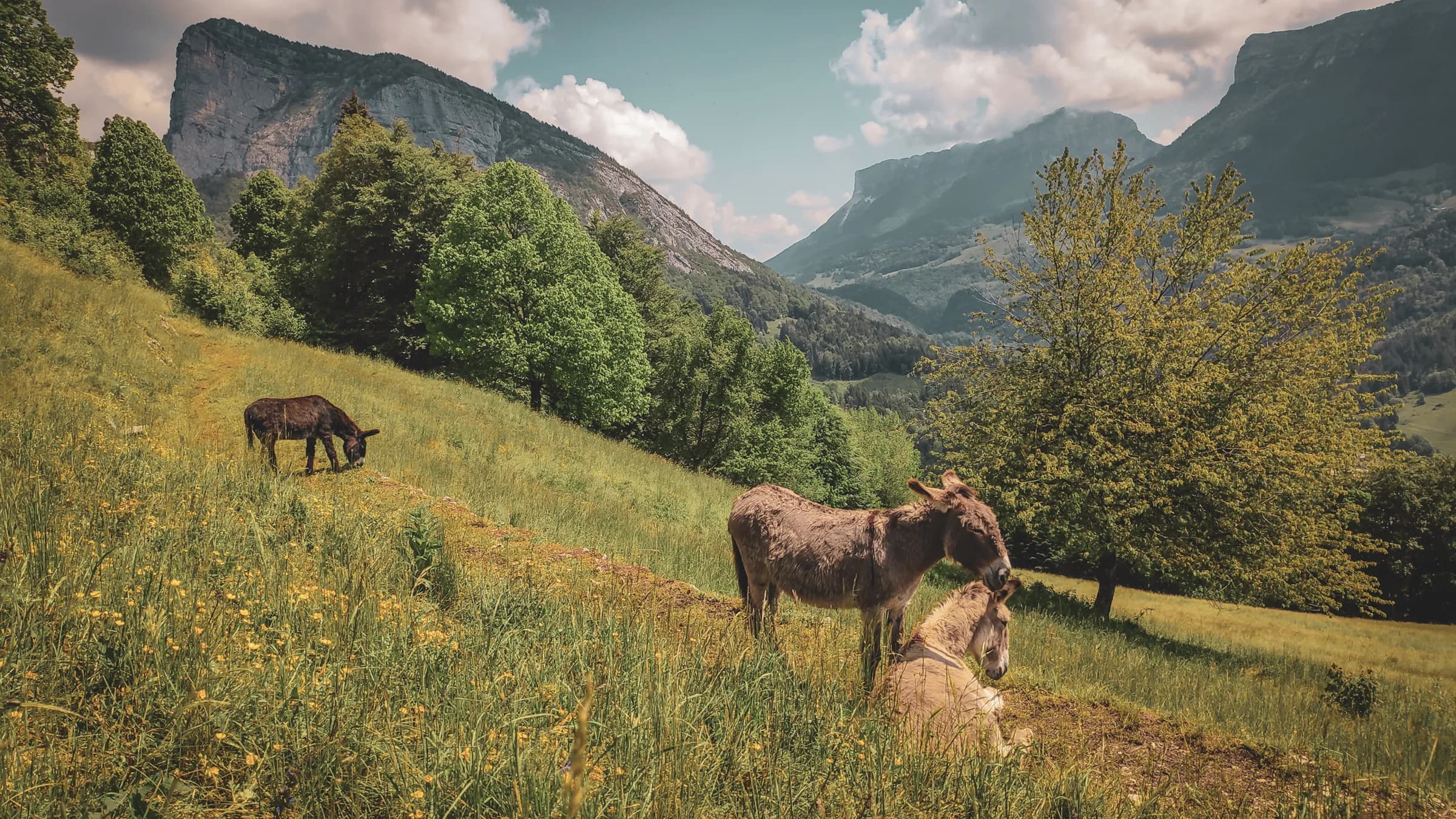 Ânes paisibles dans un alpage verdoyant, avec les montagnes majestueuses en arrière-plan.