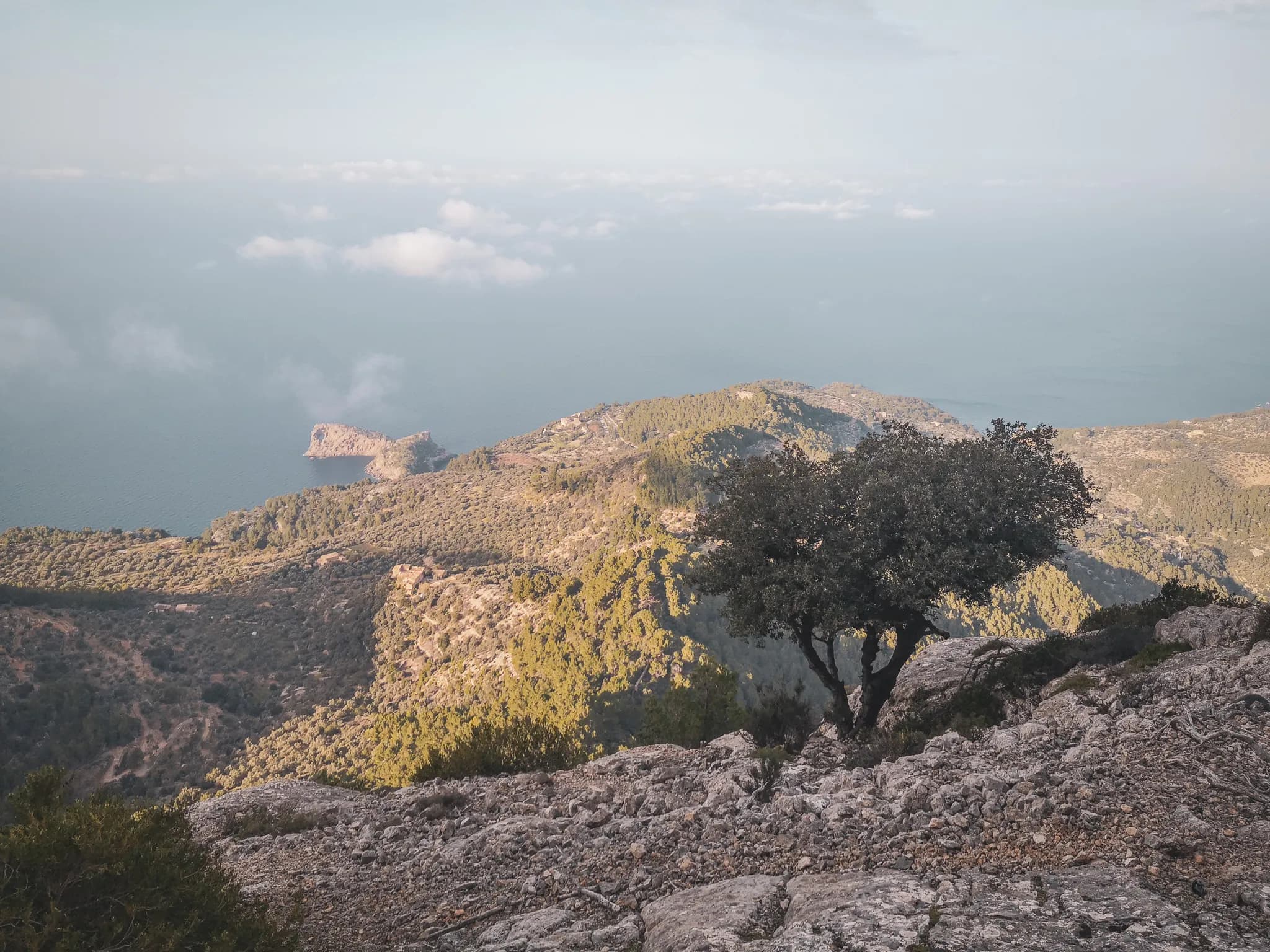 Panoramic views of Majorca's Serra Tramuntana, between the azure sea and verdant olive groves.
