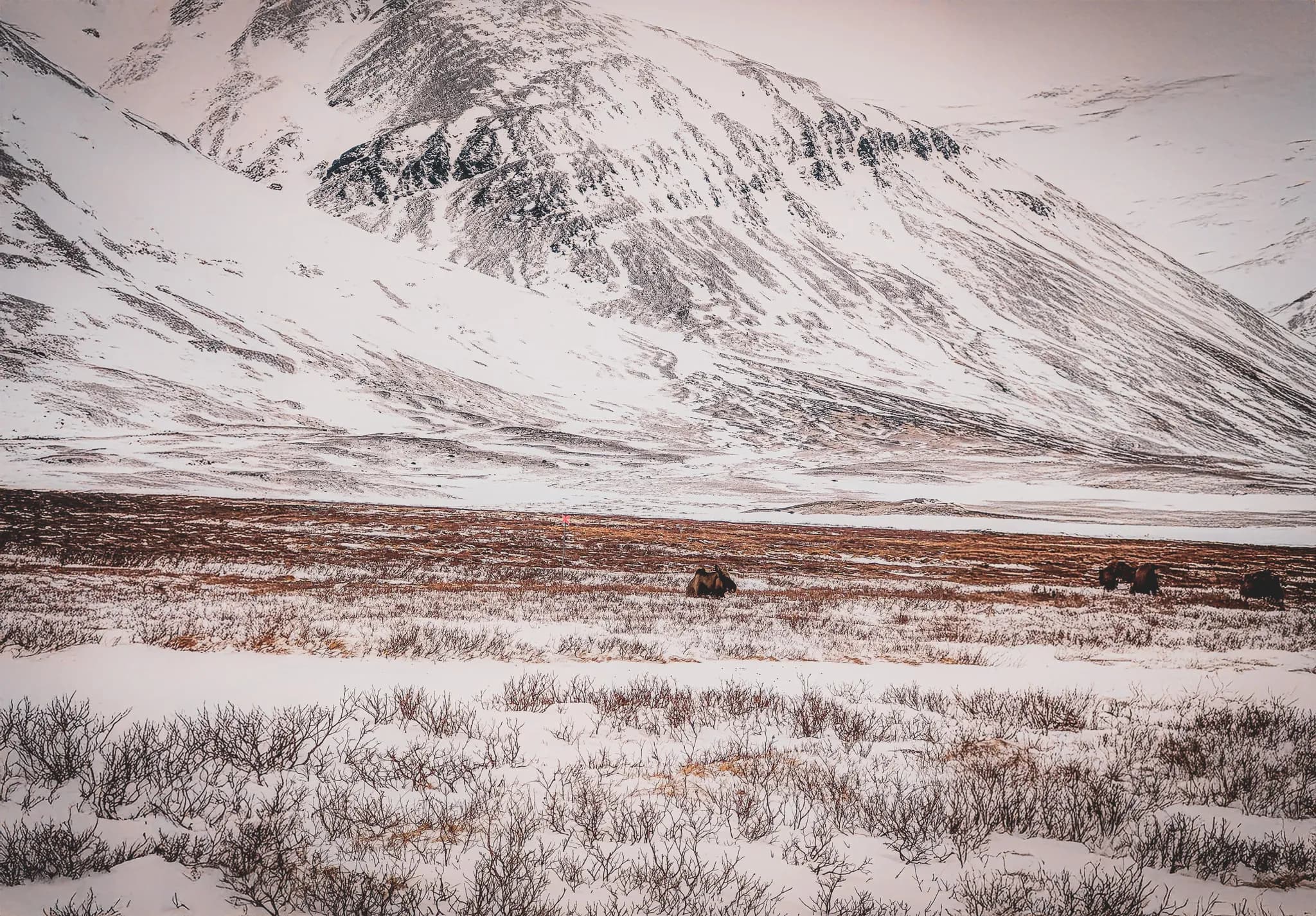 A snowy mountain landscape, with craggy peaks and snow-covered slopes. In the foreground, a vast expanse of mossy earth mixed with snow and scrub.
