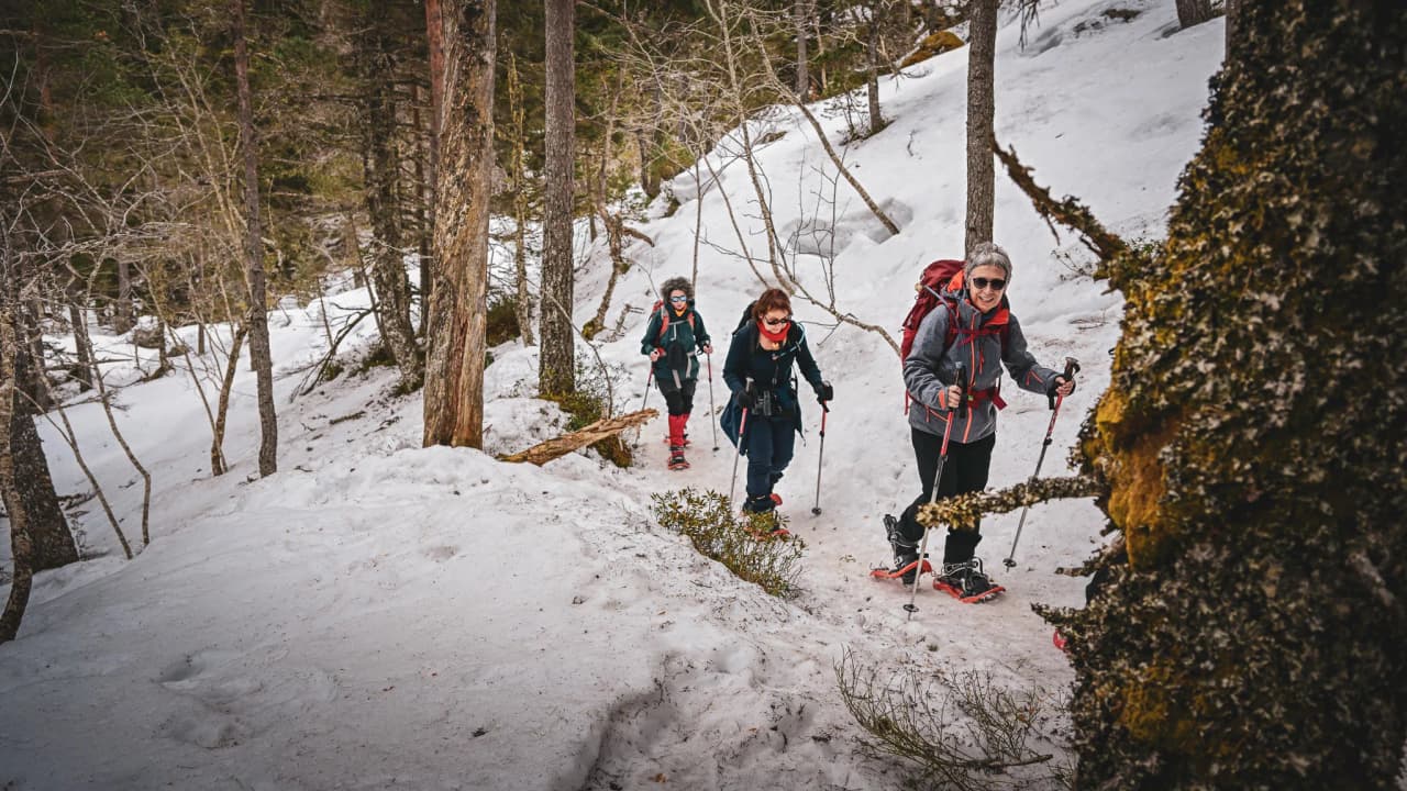 A group of hikers explore snowy paths in the Pyrenees, surrounded by trees.