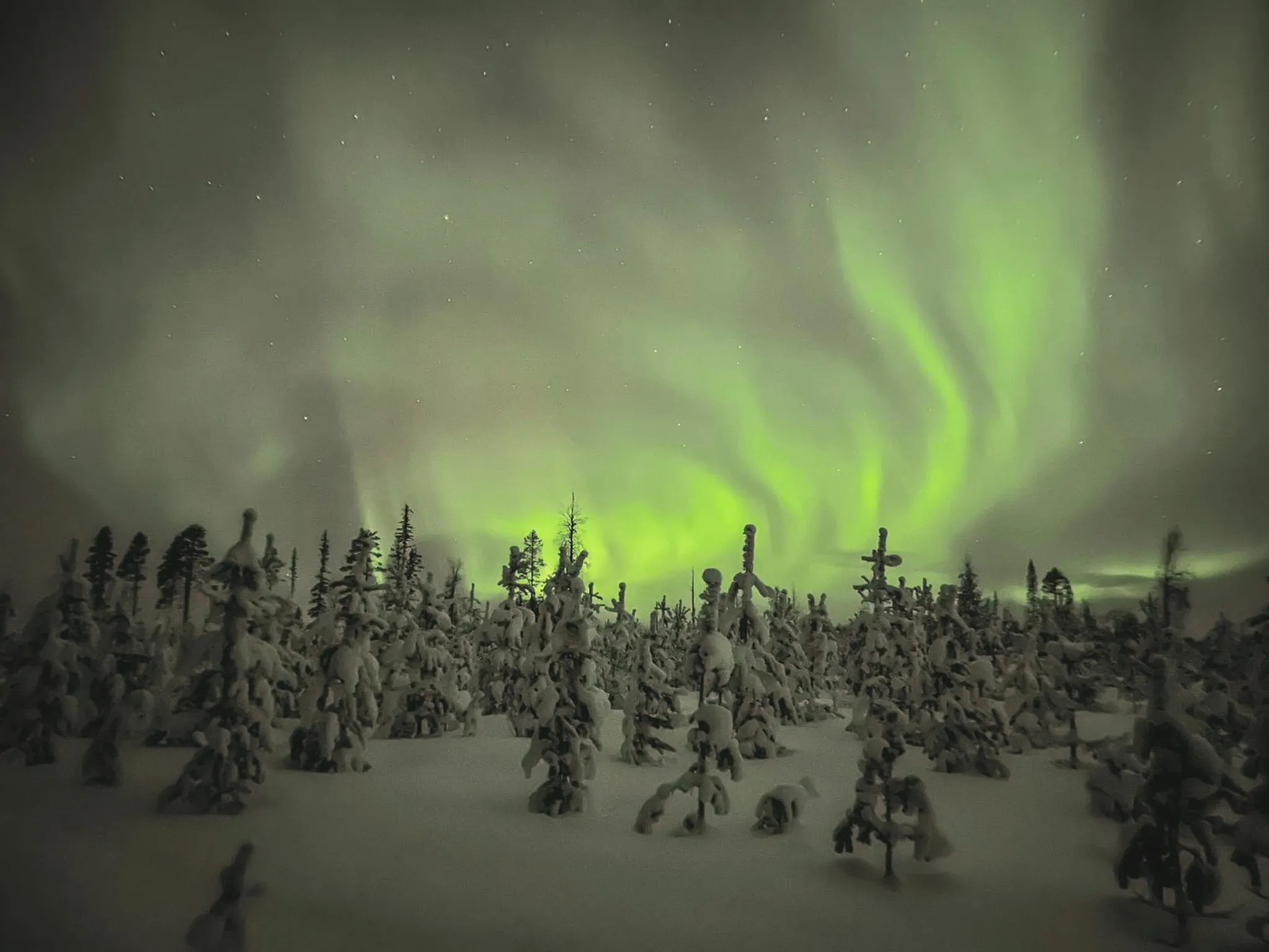 Aurora boreale trilt boven een besneeuwd bos in Lapland, een betoverend gezicht.