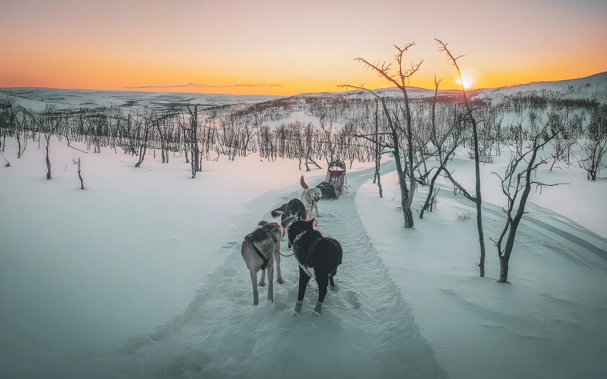 A team of huskies crosses a snow-covered landscape at sunset in Norwegian Lapland.