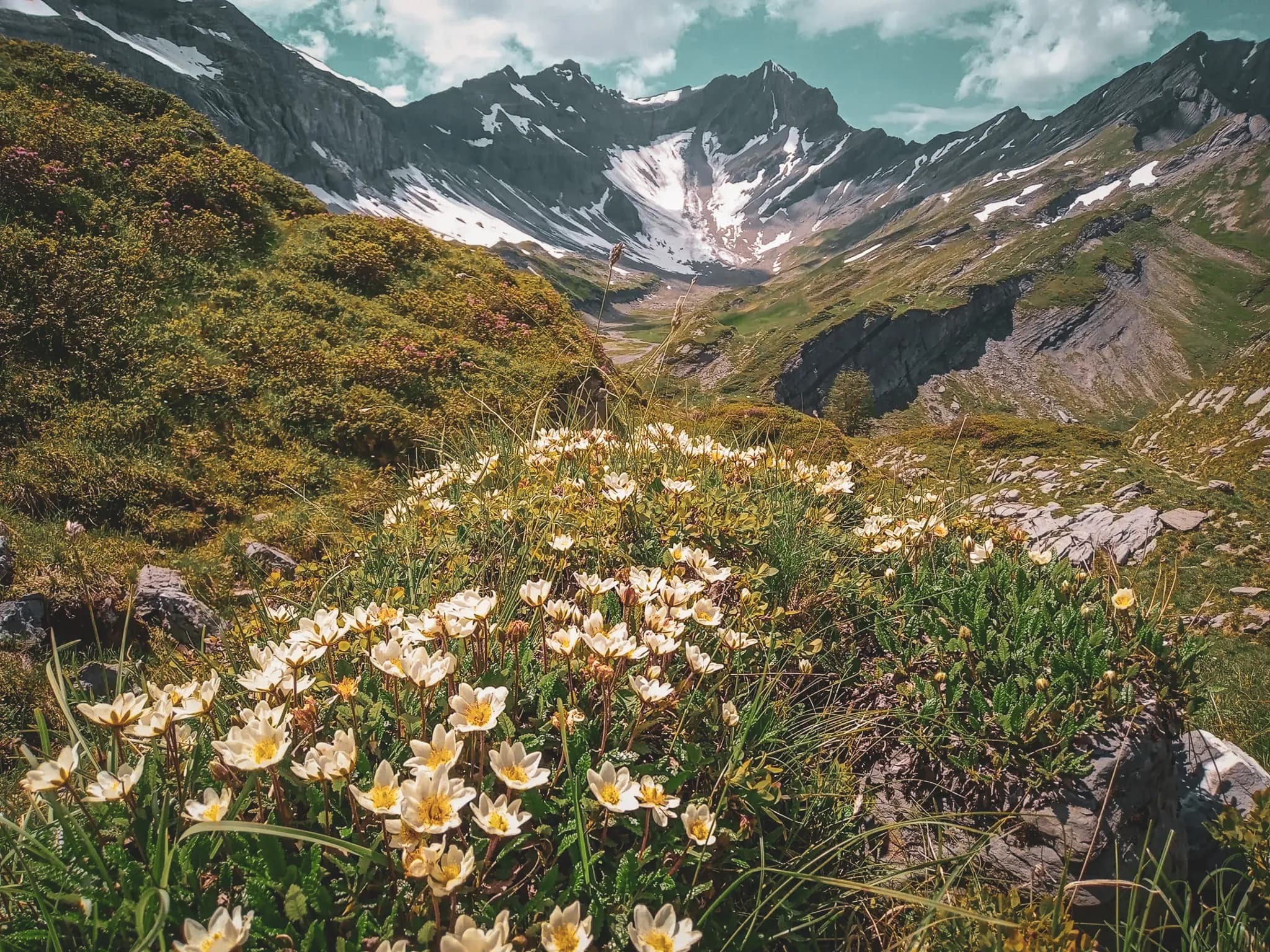 A spectacular mountain landscape with snow-capped peaks in the background, surrounded by lush green valleys. In the foreground, a carpet of white flowers in full bloom stands out, creating a vibrant contrast against the shades of green.